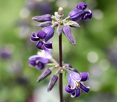 八風 C.‛Happu’ -ヘラクレイフォリア系 O-H3