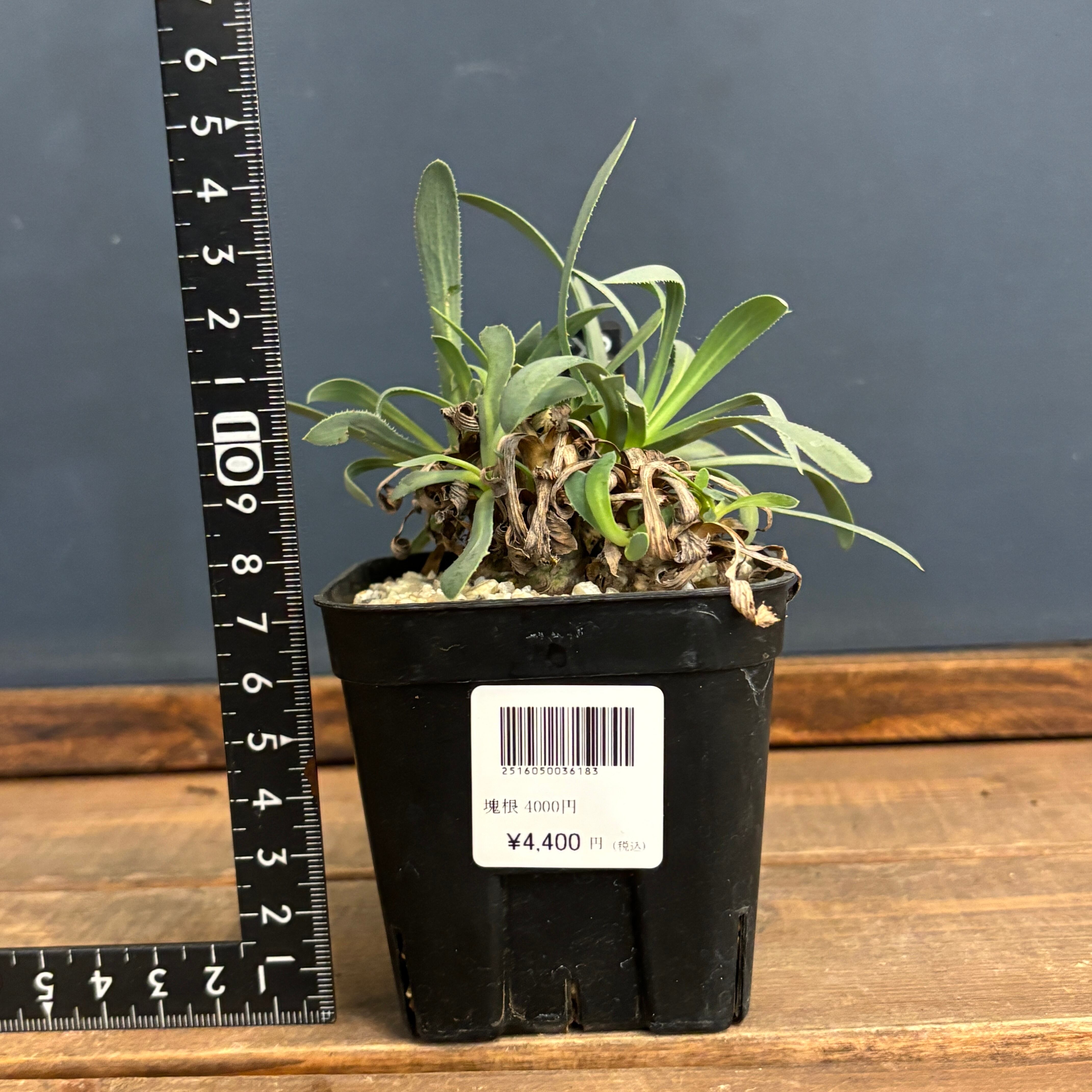 オトンナ レトロルサ【086】 | PROTOLEAF プロトリーフ