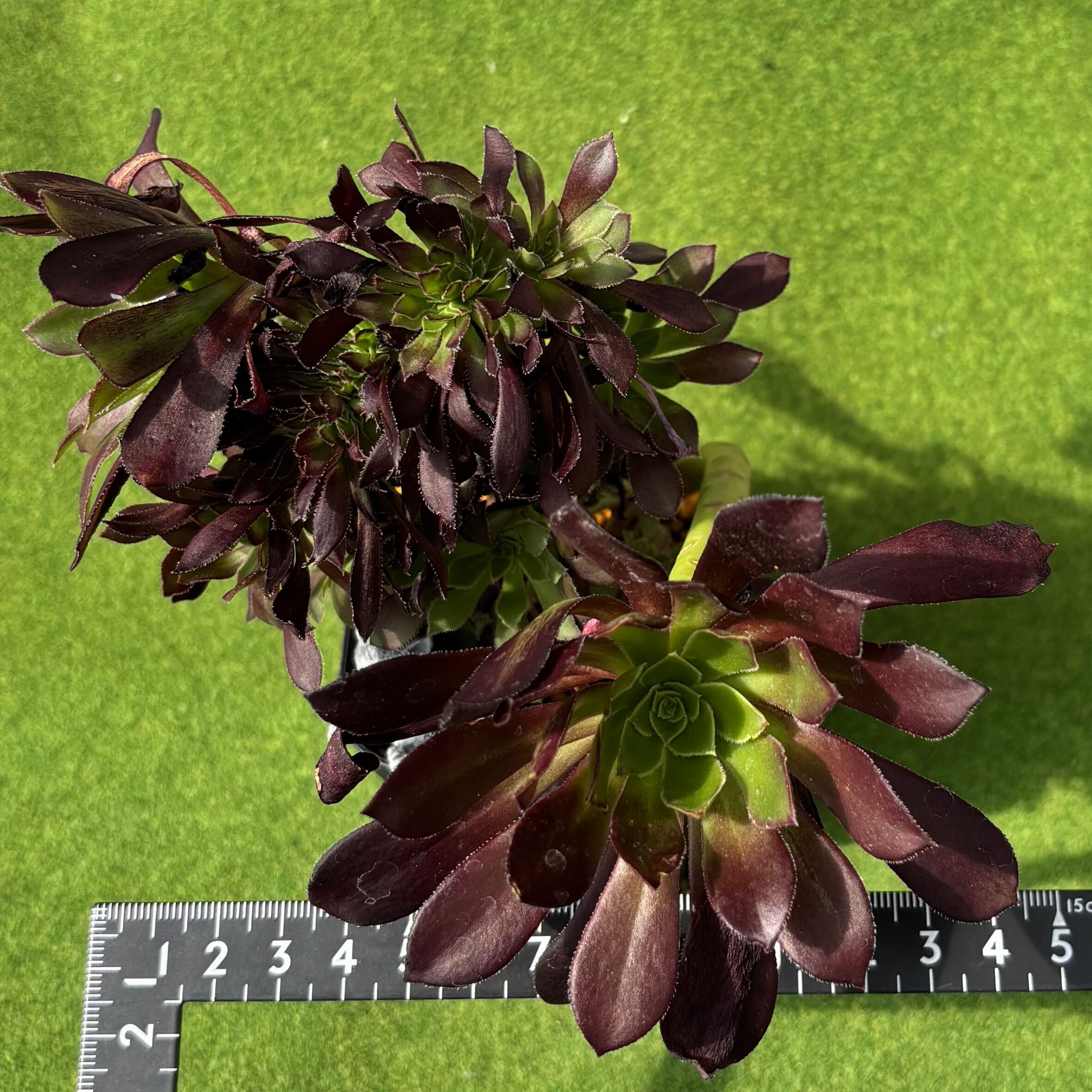 Top【選抜株】多肉植物　264058メドゥーサー綴化　12個　鉢無し/脱土 黒法師 綴化 | 多肉植物 豆彦商店