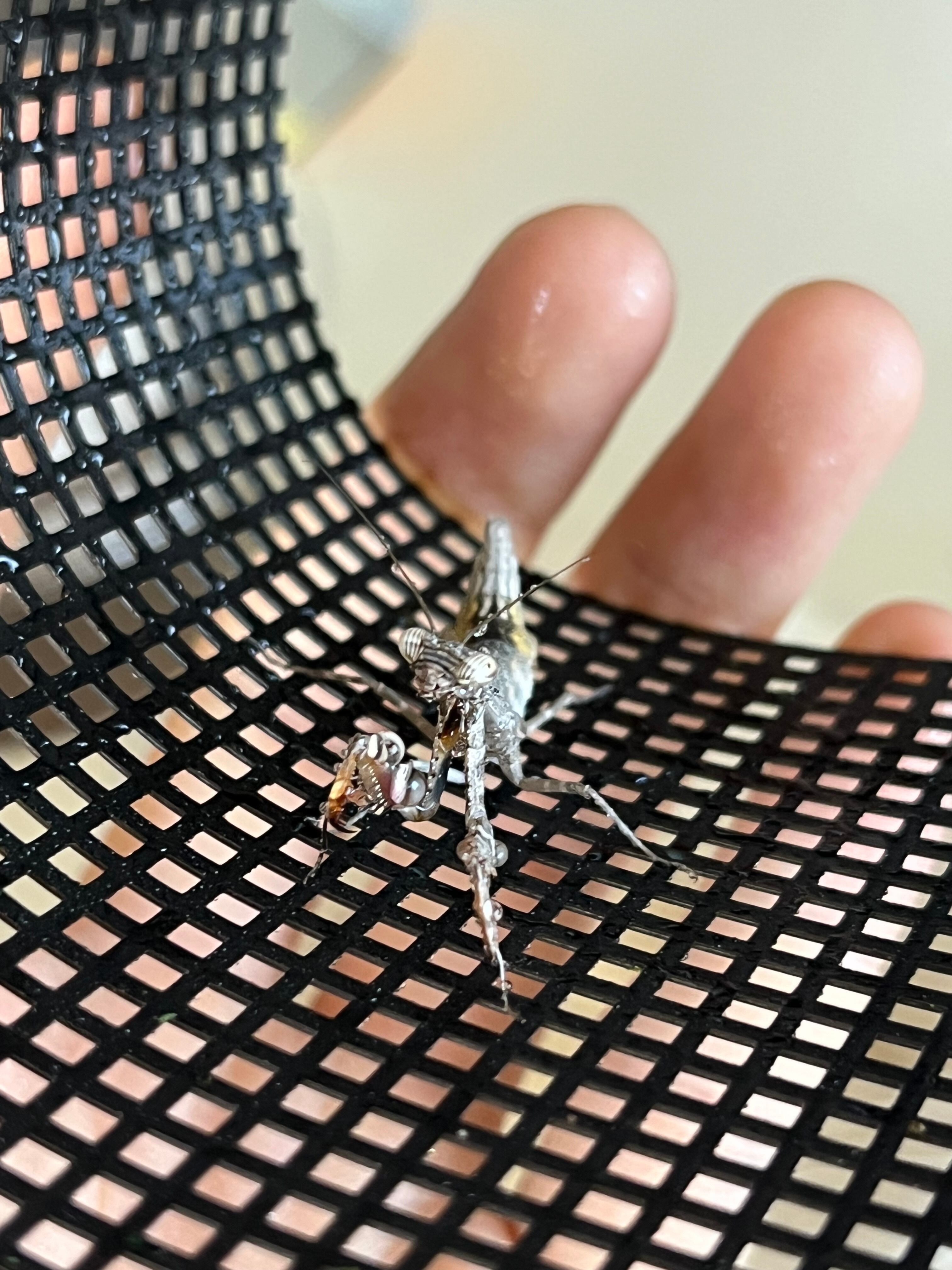 ペア】シリアゲカマキリ 全長3cm程 マンティスムカデセンチピード