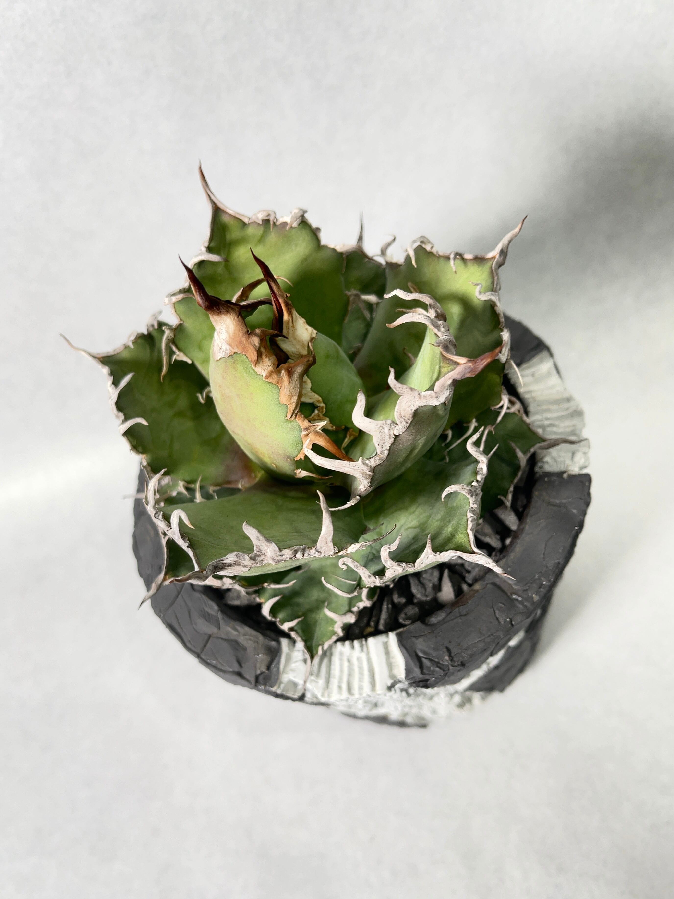 アガベ・シーザー | trigger