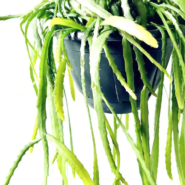 一点限定 リプサリス ホルビアーナ 希少 calm cafe