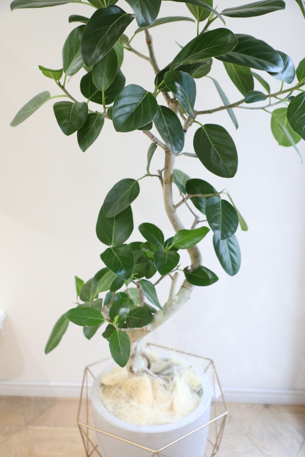 【L/140cm】【渋谷区周辺エリア/配送料無料】フィカス ベンガレンシス/Ficus benghalensis ※陶器鉢カバー別