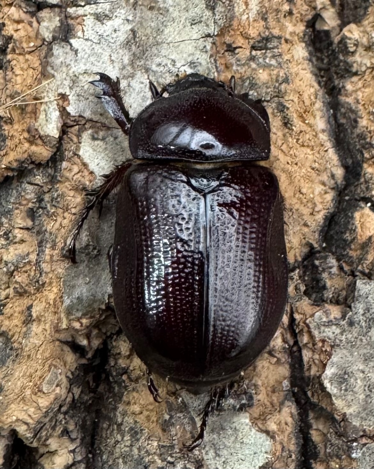 《バラタスサスマタサイカブト Free ペア》②