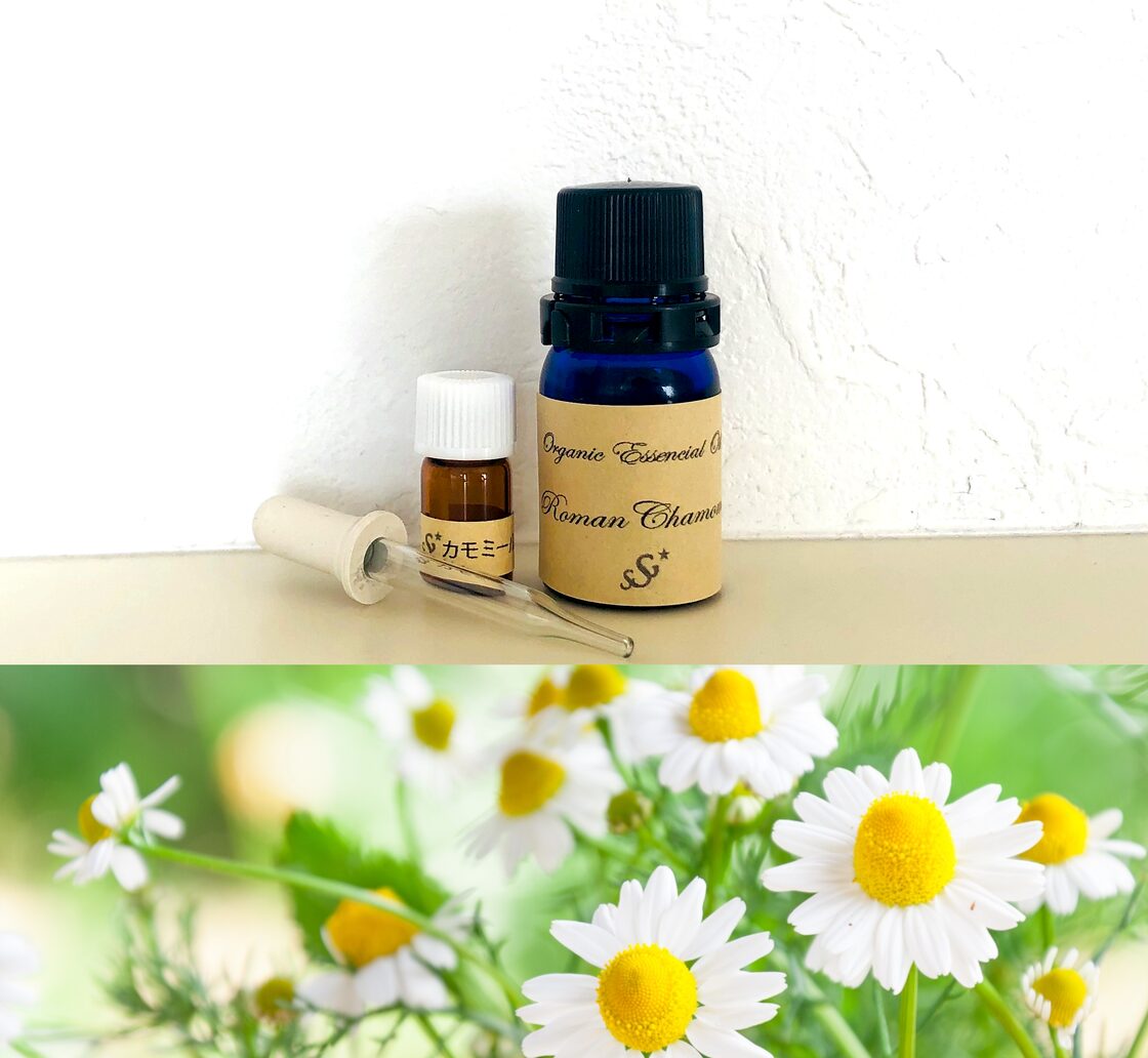 カモミールローマン/Chamomile Roman/Anthemis nobilis