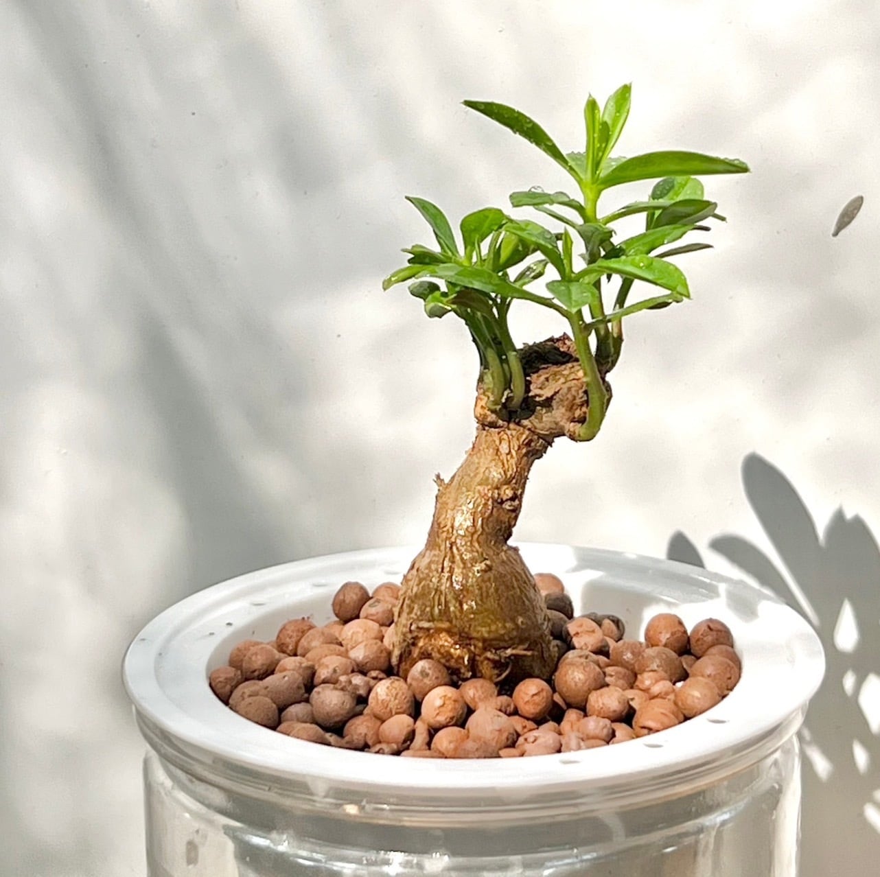 タリナム パニクラーツム 〛Talinum​ Paniculatum 抜き苗 発芽済 塊根