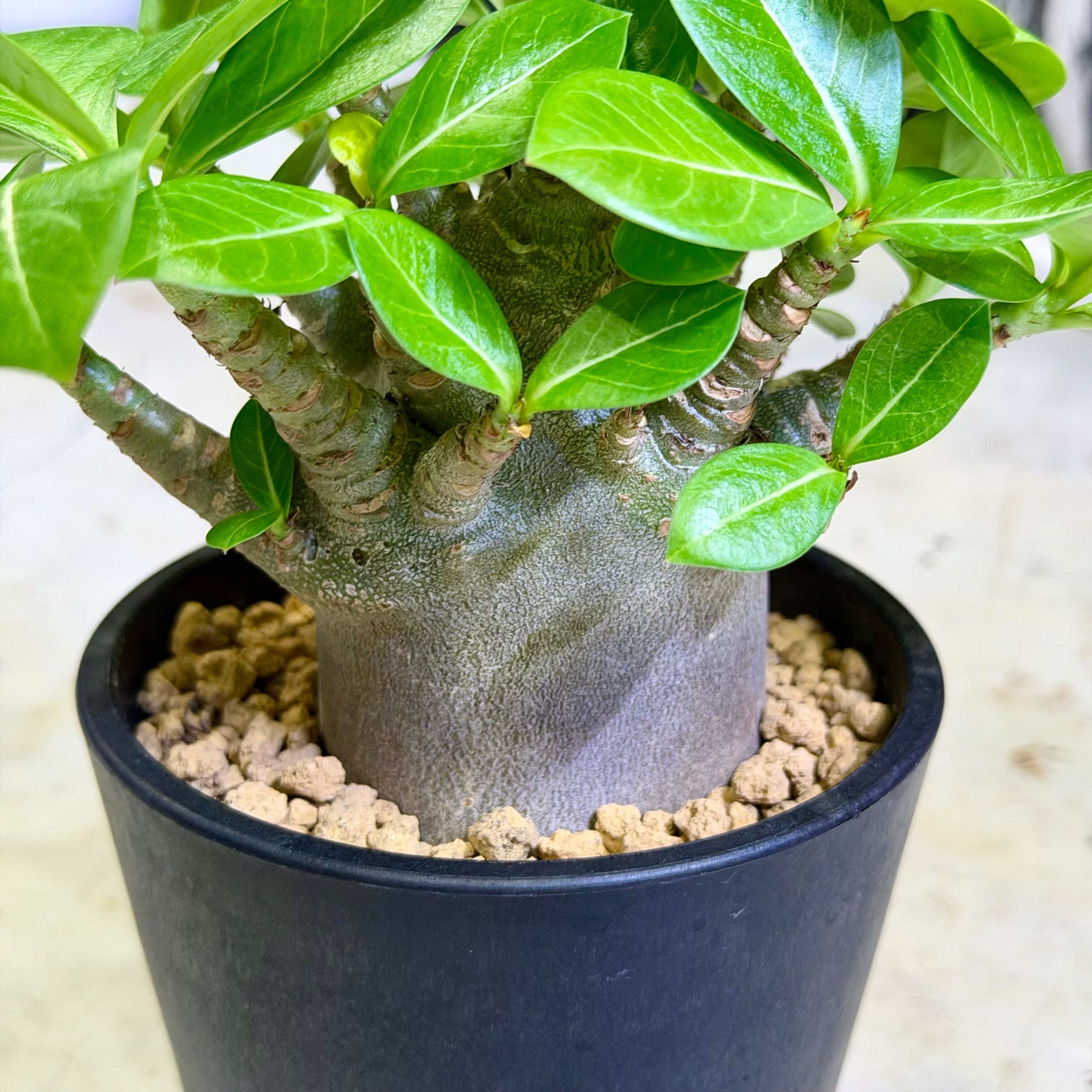 アデニウム　ブラックゴジラ（希少・美株） レア株‼︎アデニウム ブラックゴジラ（希少・美株） - メルカリ