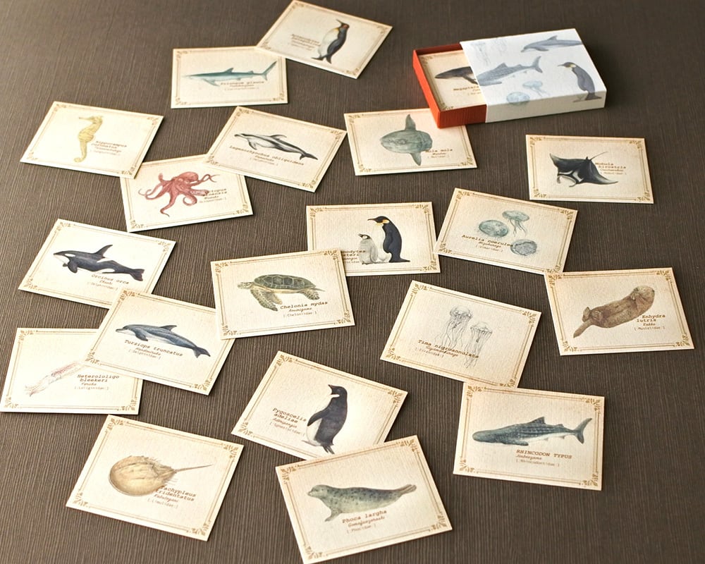 海洋生物 図鑑カード セット