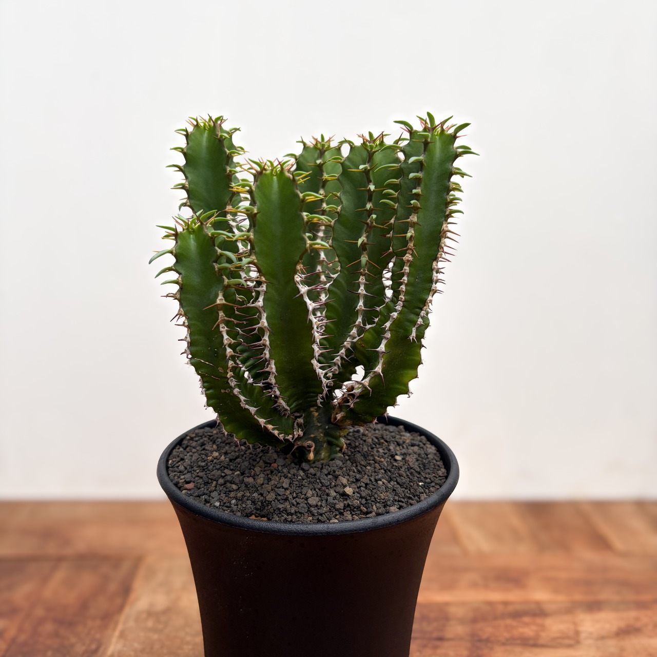 Euphorbia mlanjeana【ユーフォルビア・ムランジーナ】