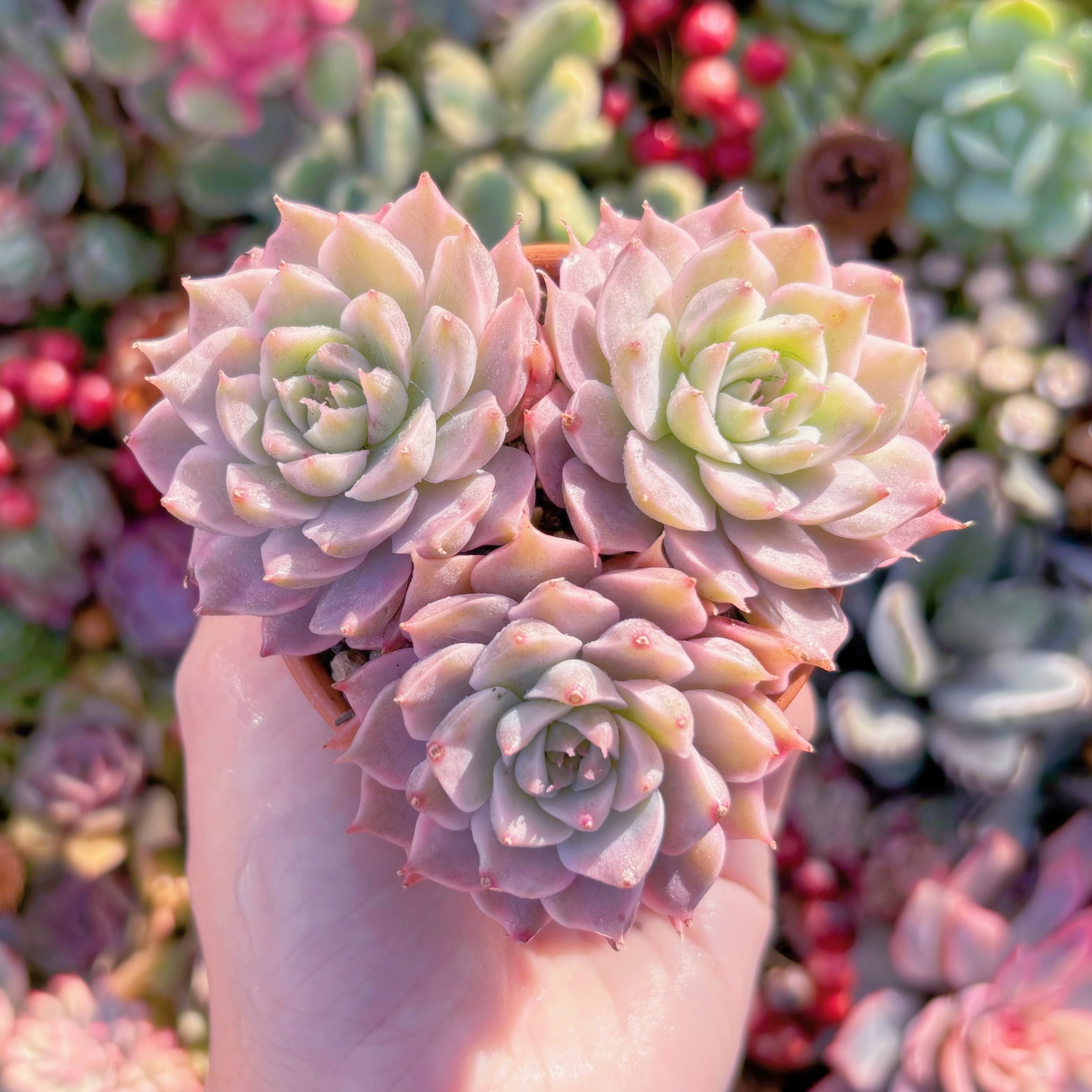 多肉植物　マーガレット錦　群生(3~4頭)　新入荷　るる農園