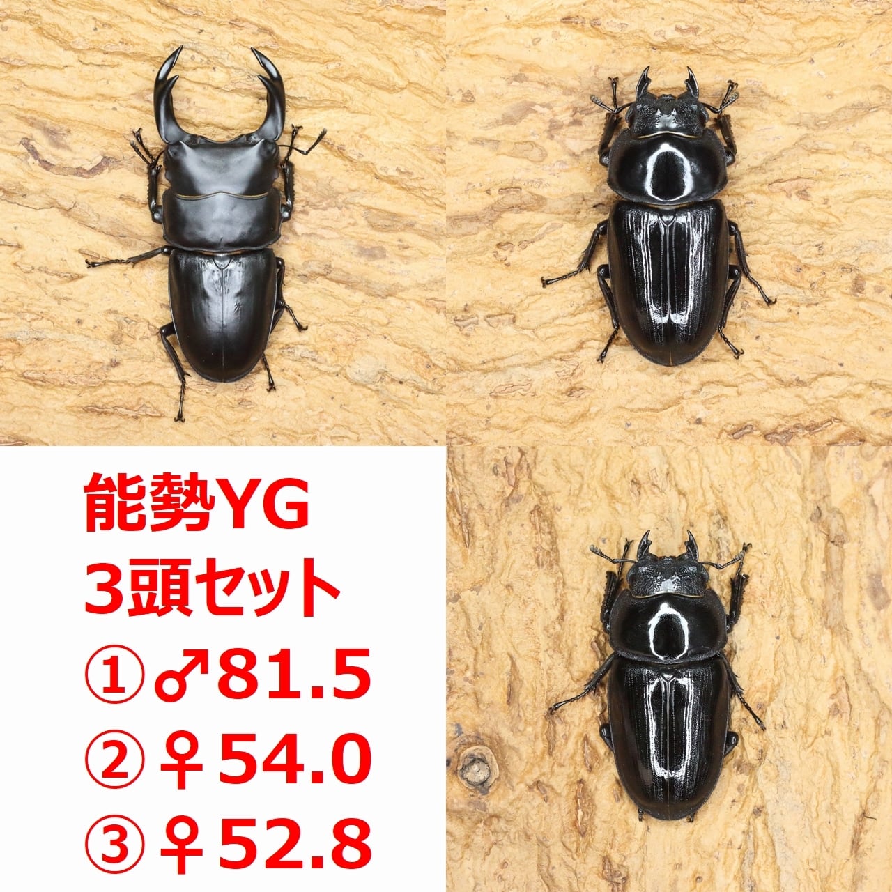 ROCKET SHOP【オオクワガタ販売】