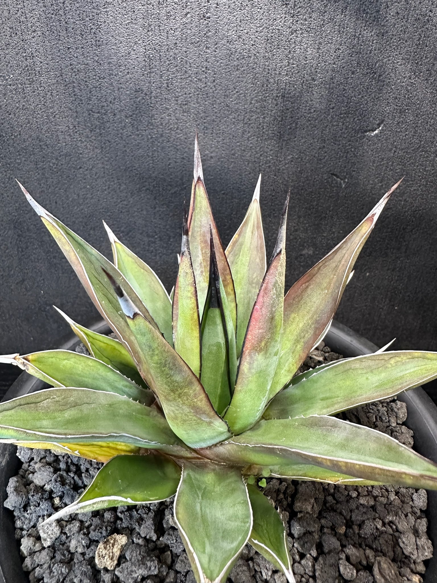 ハイブリッド | T Plants Labo