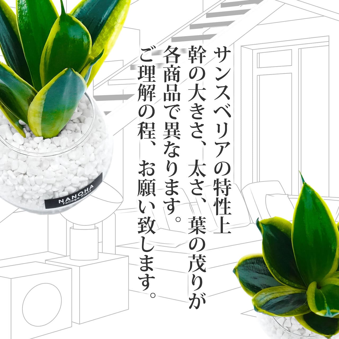 サンスベリア 白砂利（丸容器） | インテリアグリーンショップ【NANOHA