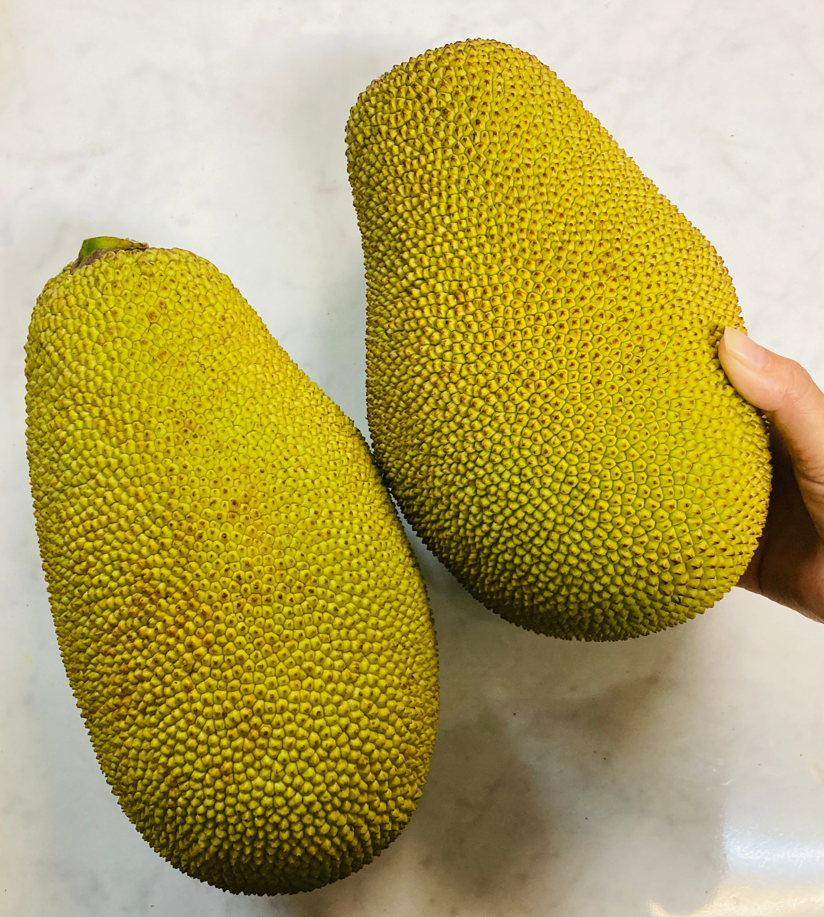 パラミツ(ジャックフルーツ) 約6.7キロ