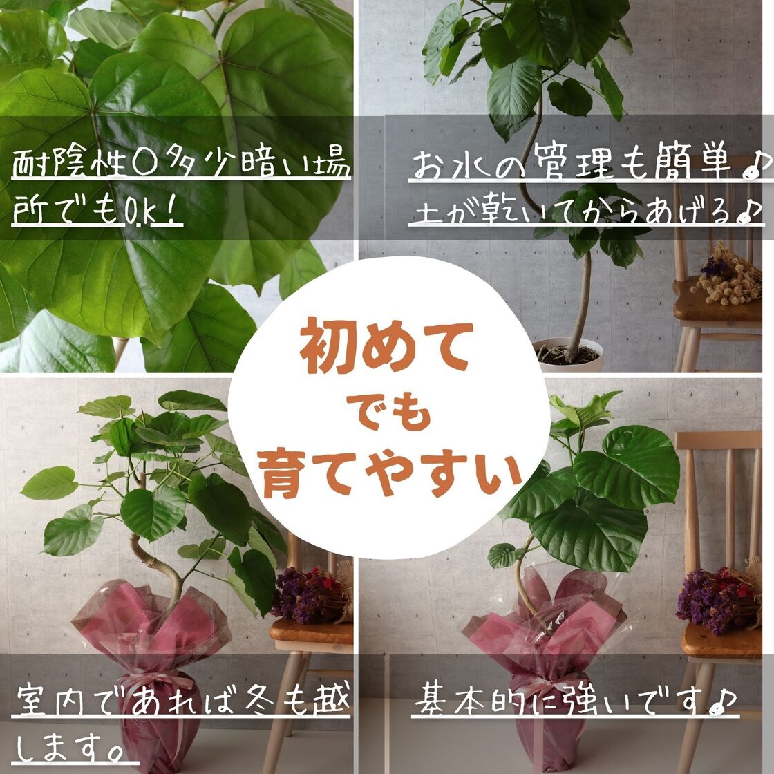 ウンベラータ 8号 150cm 香しい 曲がり S字