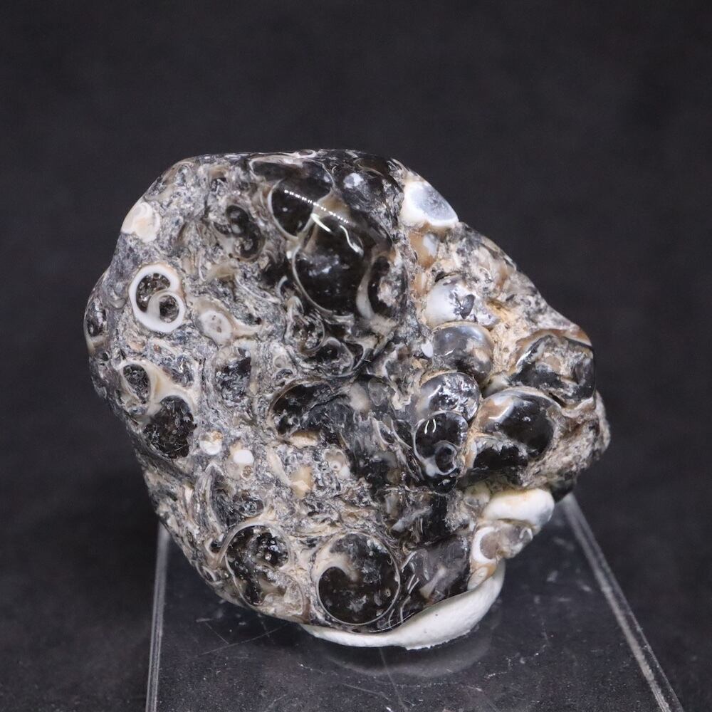 ツリテラ アゲート 研磨 化石 巻貝 瑪瑙 原石 17.7g TRL0012鉱物