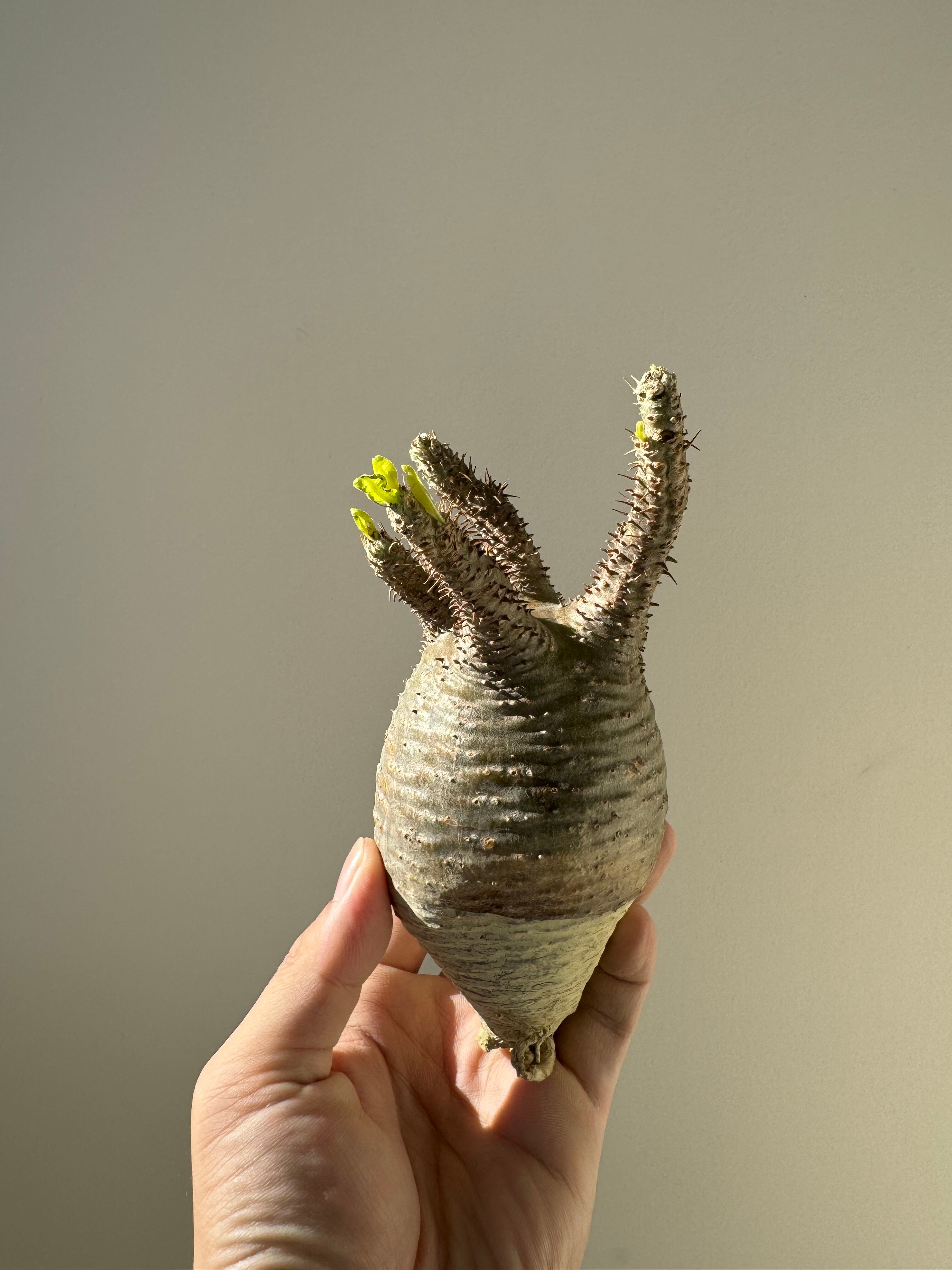 【新着】Pachypodium rosulatum var. gracilius c1 【新鮮・ベアルート株】パキポディウムグラキリス