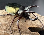 【WF1】《アトラスオオカブト亜種シンタエ 73mm ペア》