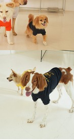 即納のみ【PUPPYGALLERY公式】アトランタベーシンクティシャツ【ネイビー】3XL