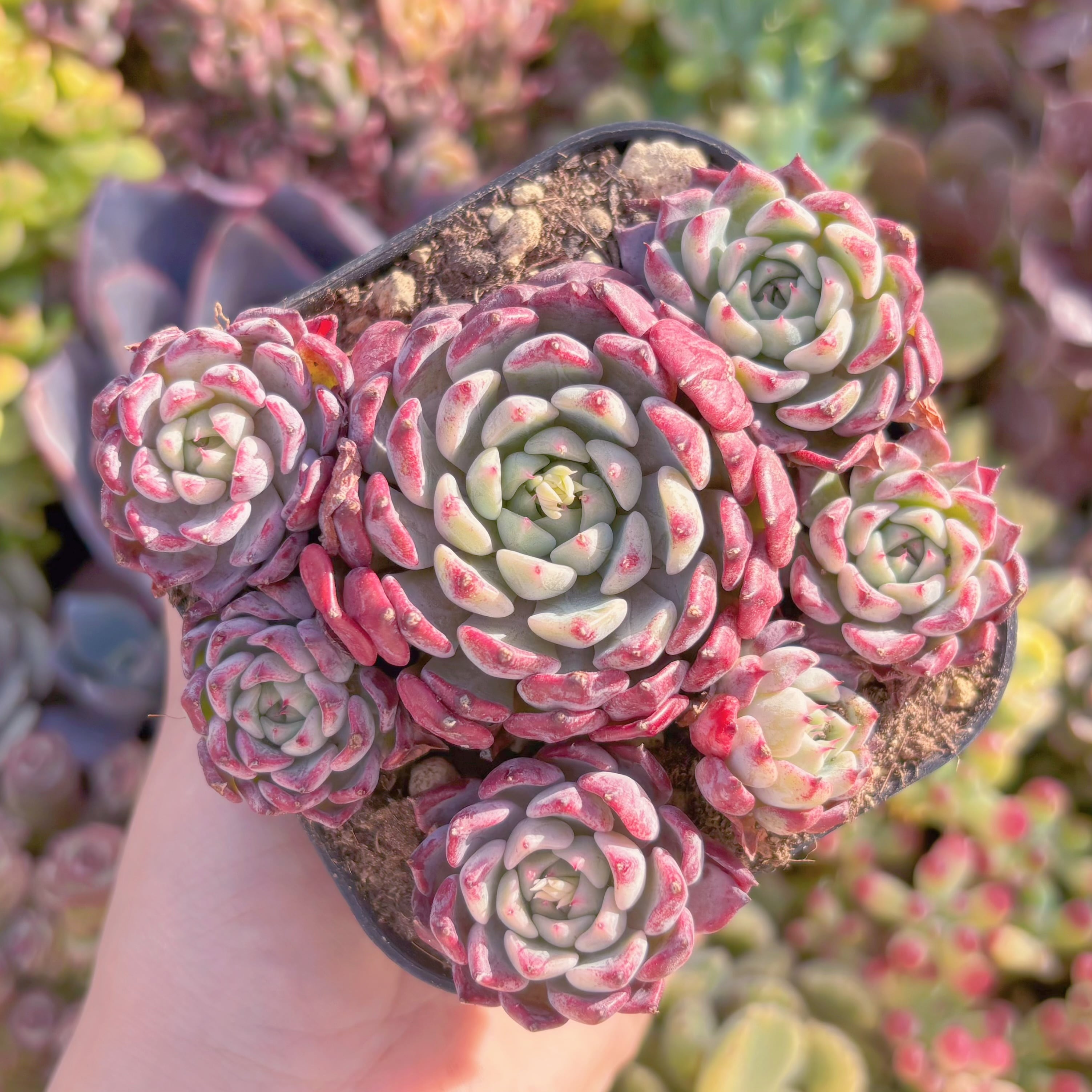 現品　沙羅姫牡丹#2226　新入荷　るる農園