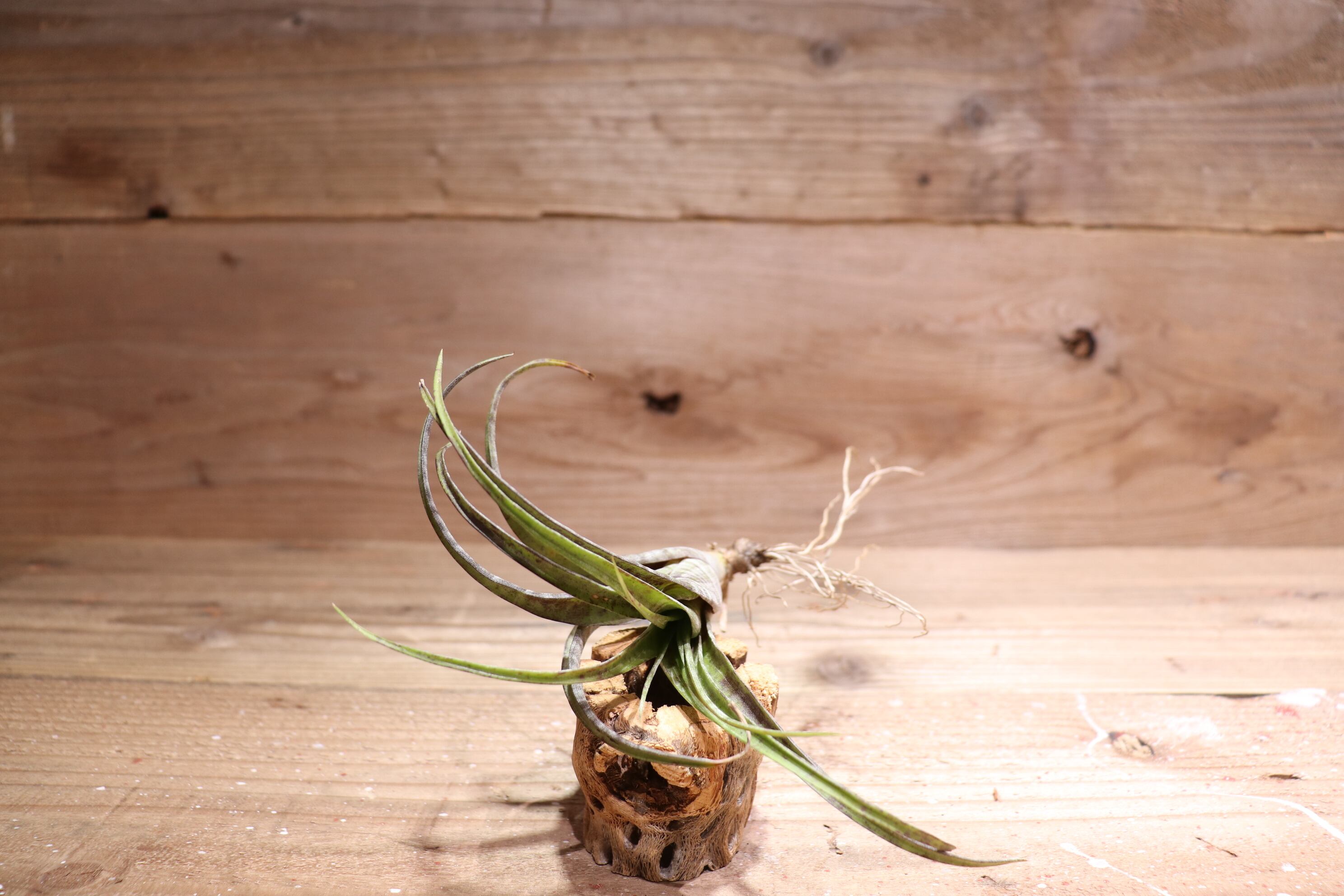 専用＊プロテア&エアプランツ  フェイクスワッグ 専用＊プロテア&エアプランツ フェイクスワッグ