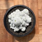 Mammillaria humboldtii var. caespitosa【マミラリア・姫春星】