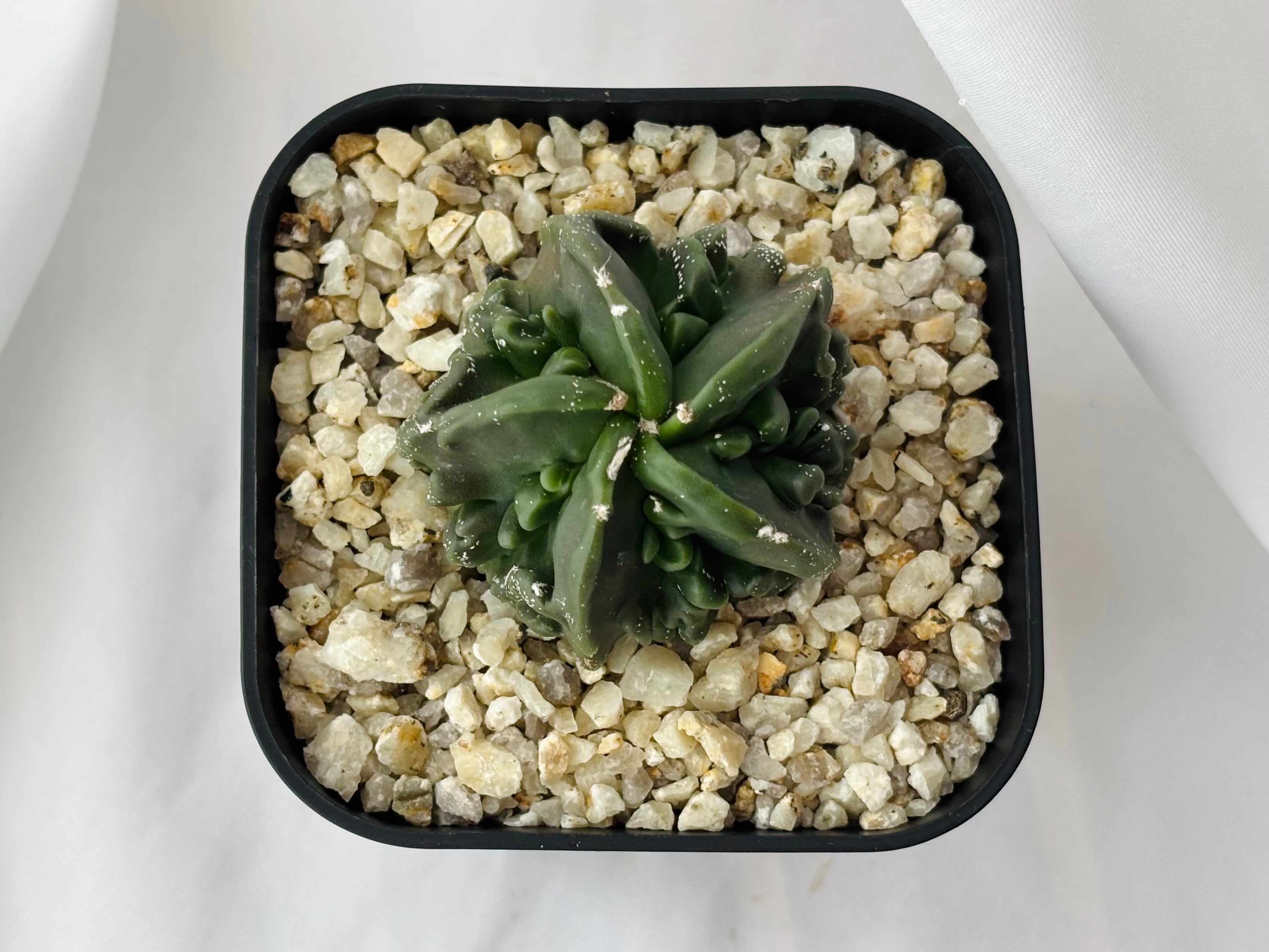 Astrophytum myriostigma アストロフィツム 複隆ヘキラン 複隆碧瑠璃