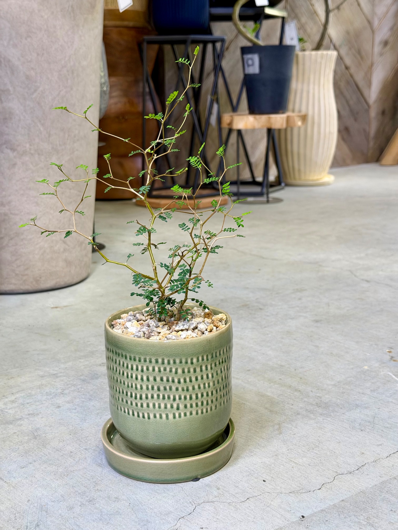 ソフォラ・リトルベイビー