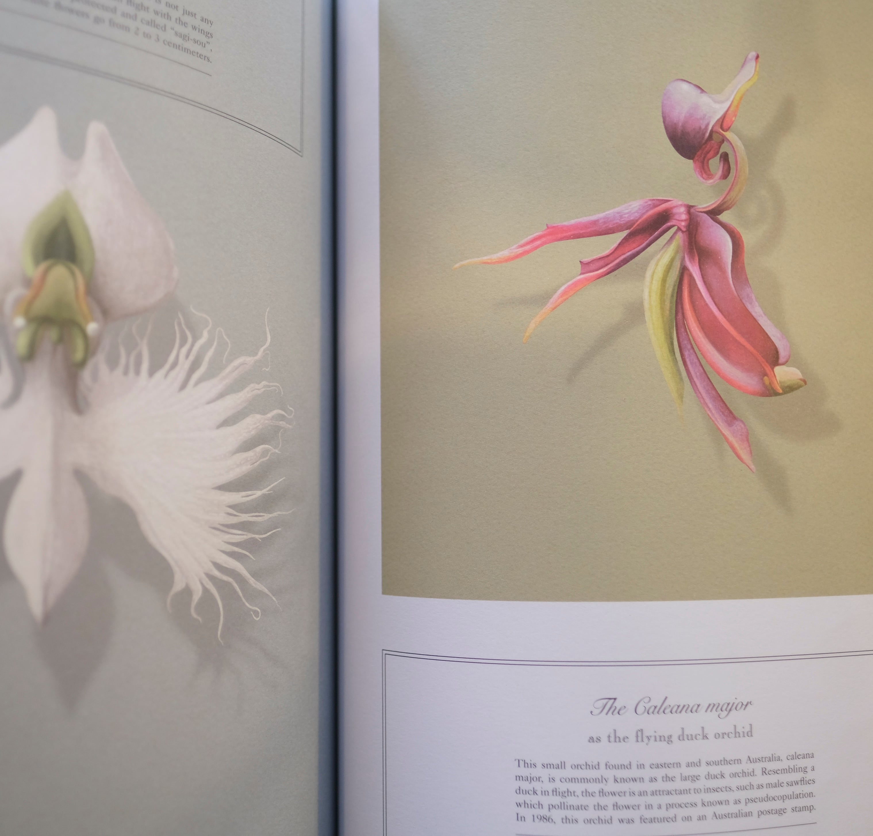 Blumenhaus / Blumenhaus magazine Issue1 | アトリエみちくさ