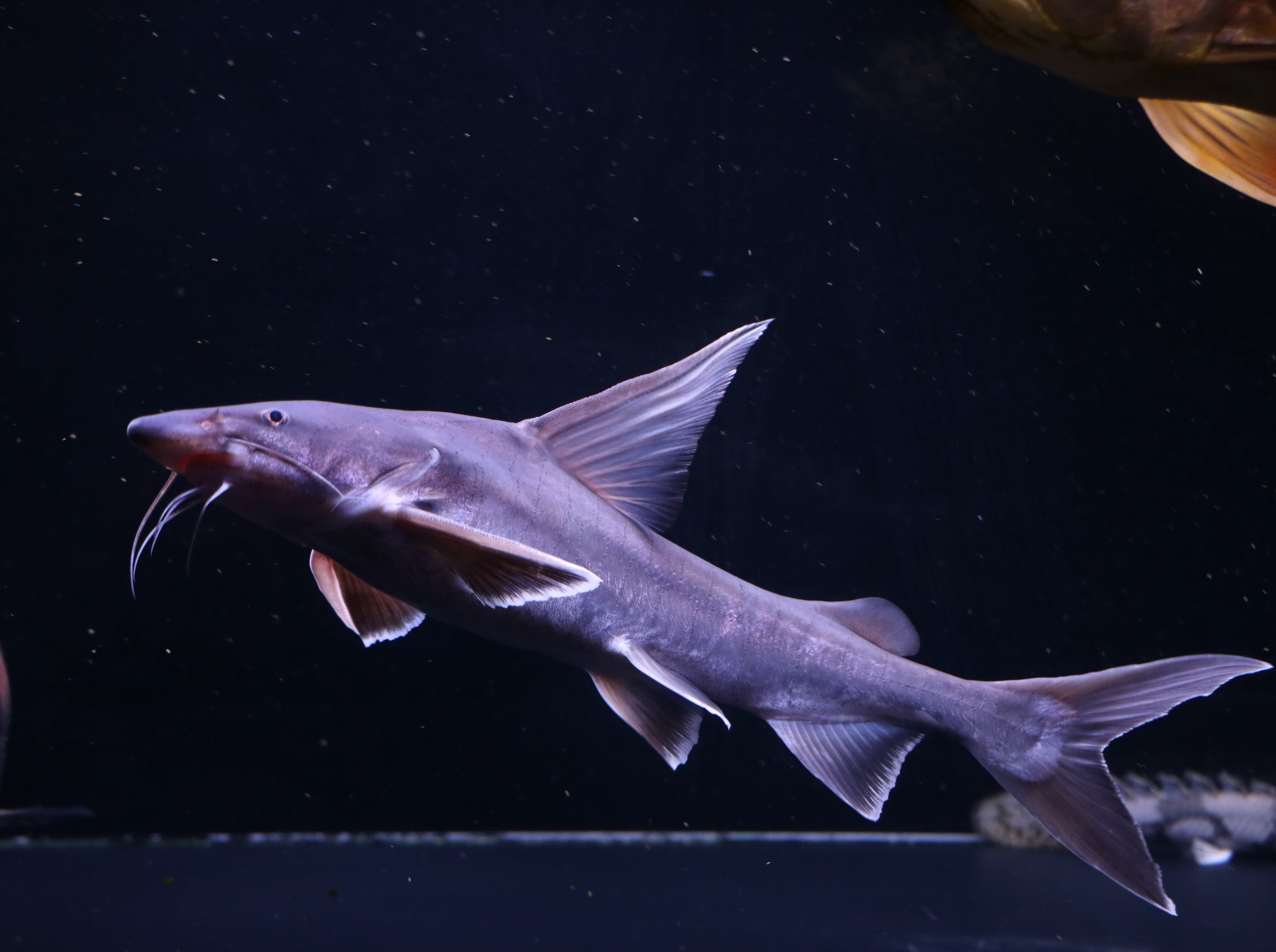 スタージョンシーキャット カプアスフル産 23cm± ナマズ 熱帯魚 古代魚 