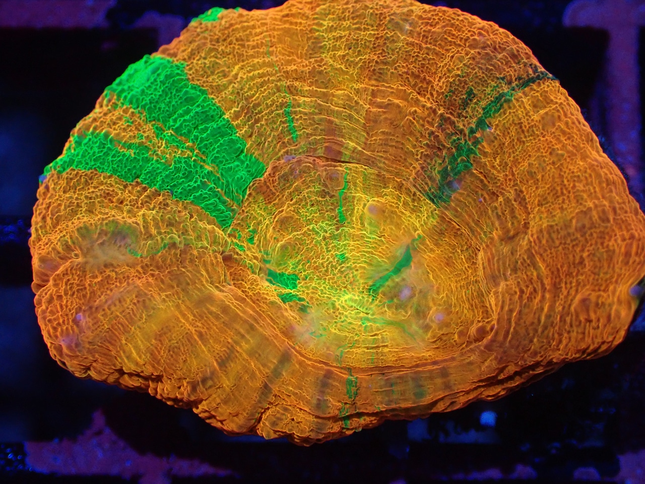 Scolymia HiendUltra 採取時欠損あり