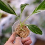 Banana Musa Ae Ae③ / ムサ アエアエ (斑入バナナ)