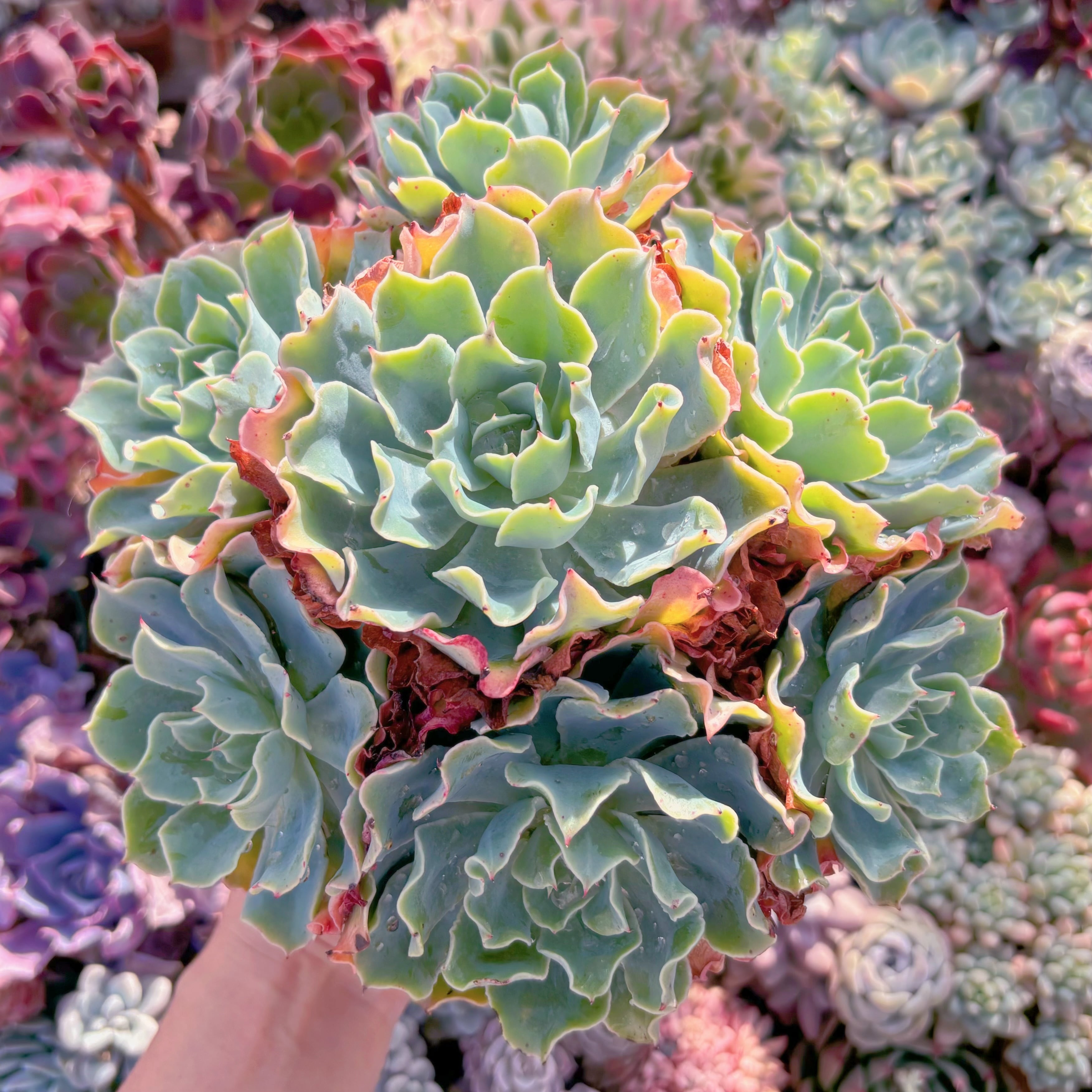 現品　Tsunami#1120　新入荷　特大群生約25cm    るる農園