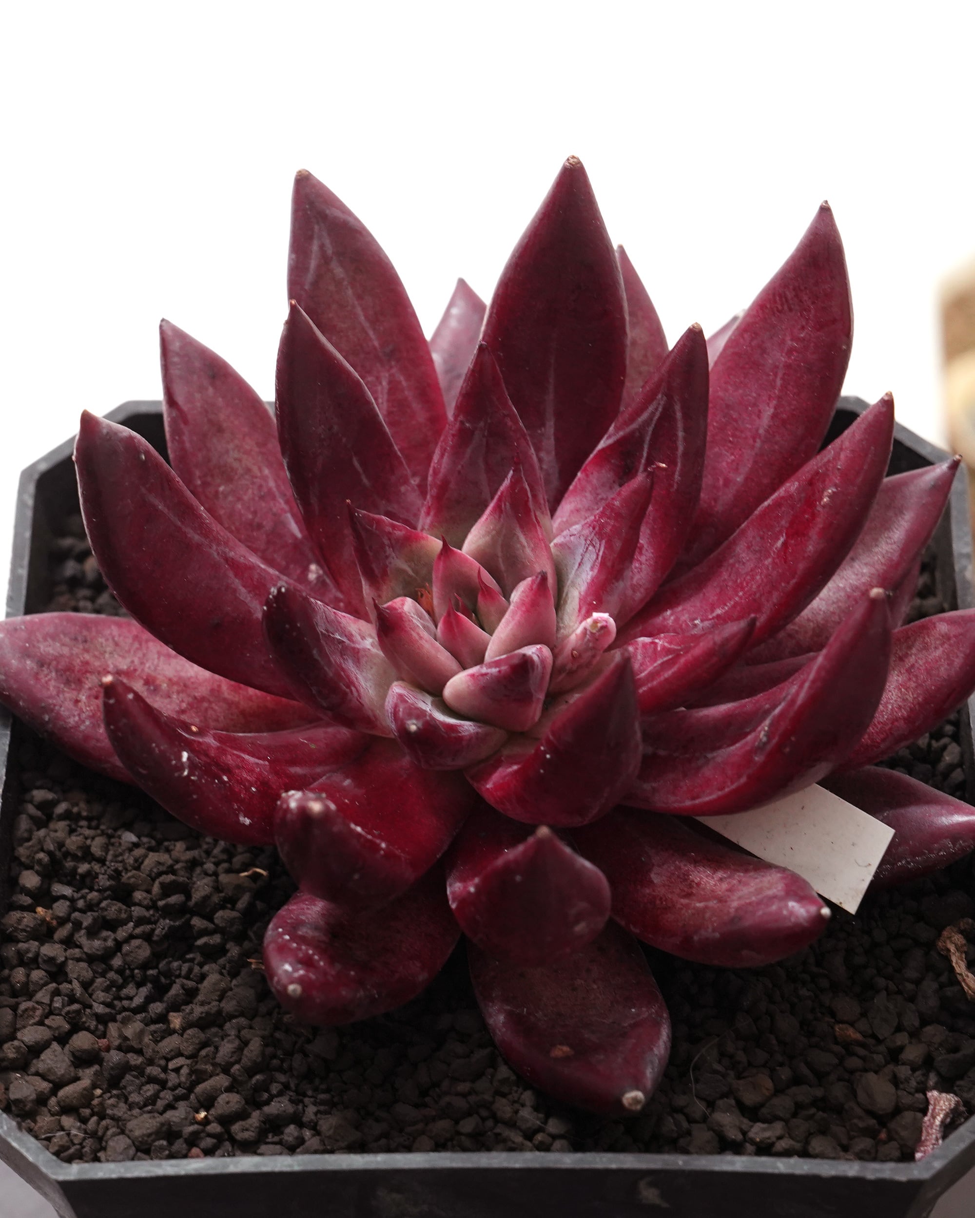 レア度で選ぶ | PUKUBOOK SUCCULENTS