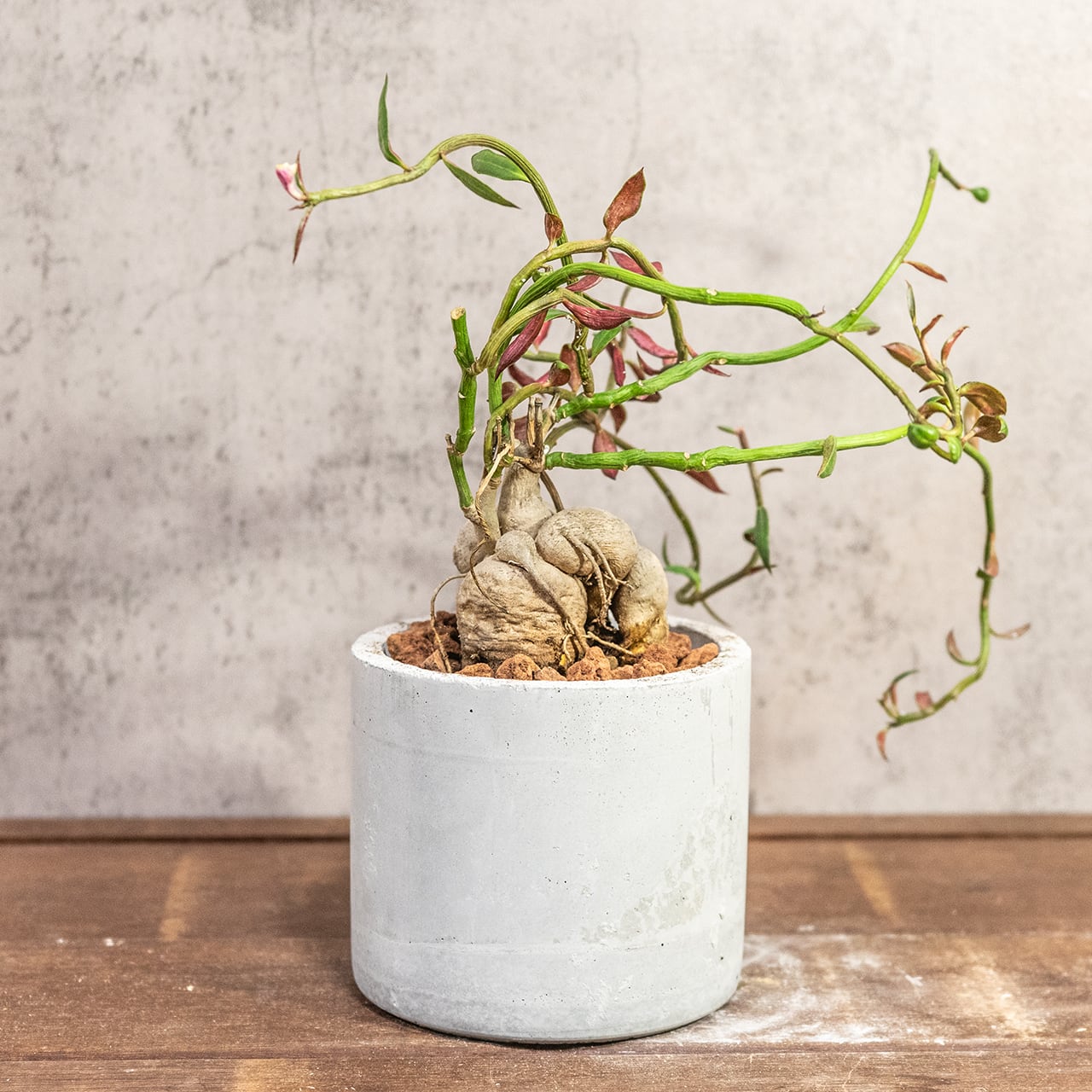 個性的な塊根植物 モナデウム・ルベルム 手づくりモルタル鉢仕立て インテリアに映える造形美をお楽しみください｜虫発生抑制【全国一律送料850円】