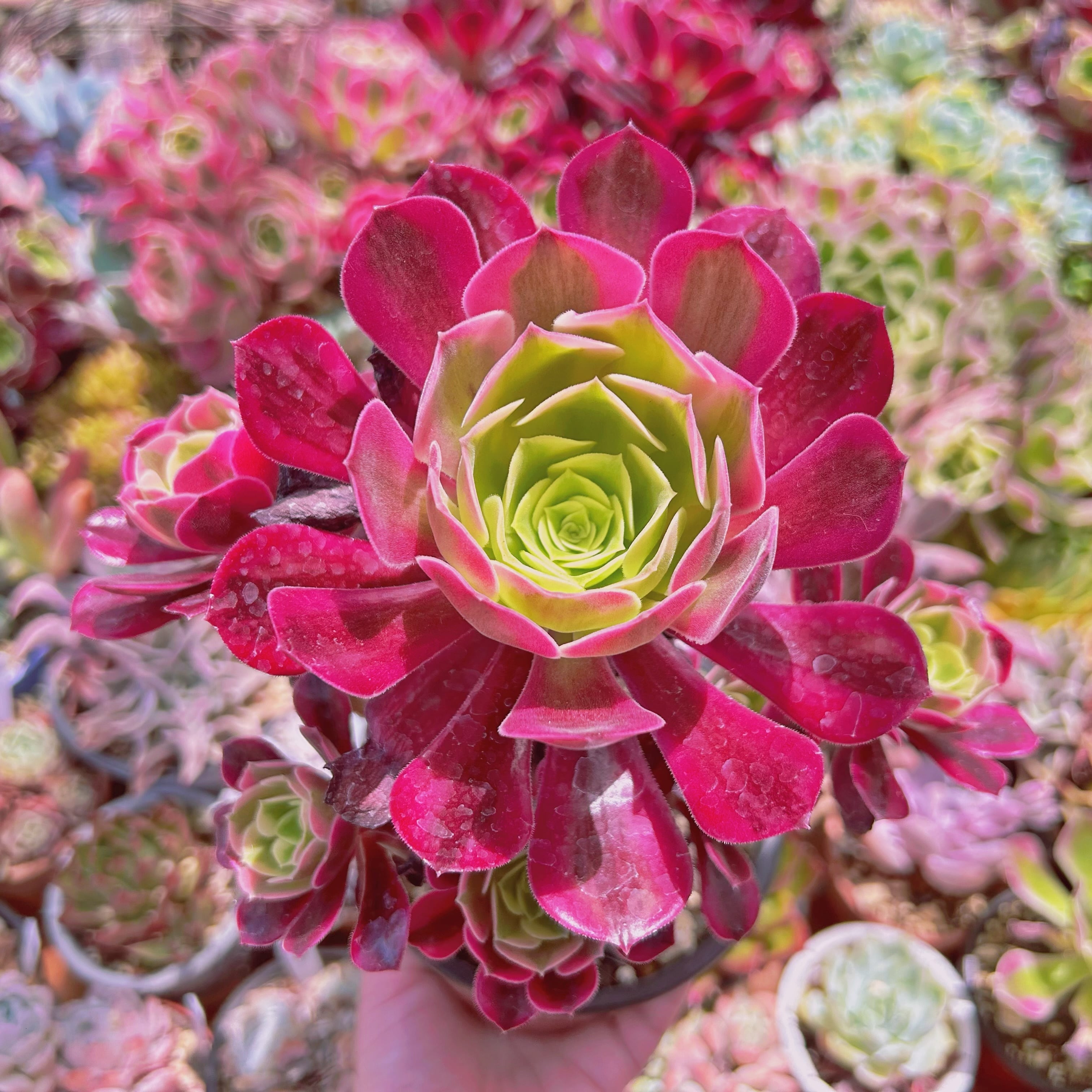 #1113現物　多肉植物　 メデューサ   特大群生　抜き苗