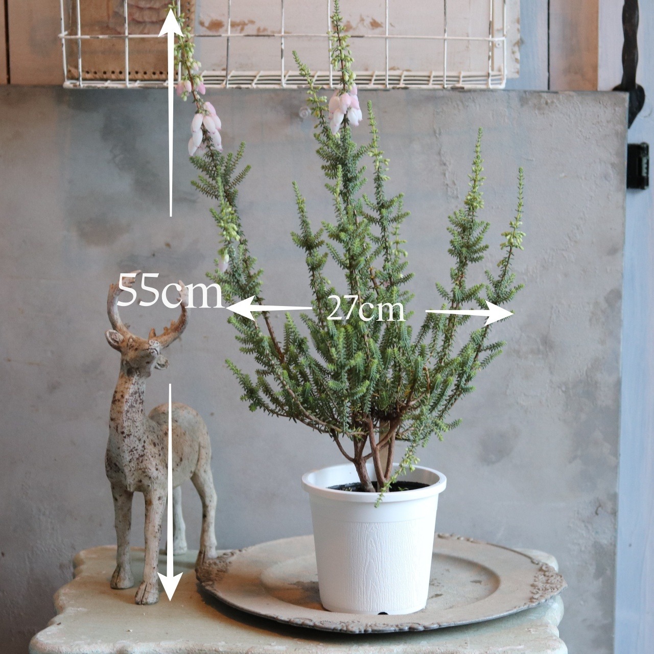 エリカ　ふっくらももちゃん　冬のお花　お庭　寄せ植え　低木　丈夫　