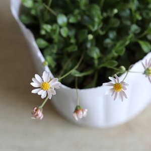 ベビリアンデージー　小さな八重咲きのお花　自然な感じ　花期が長い