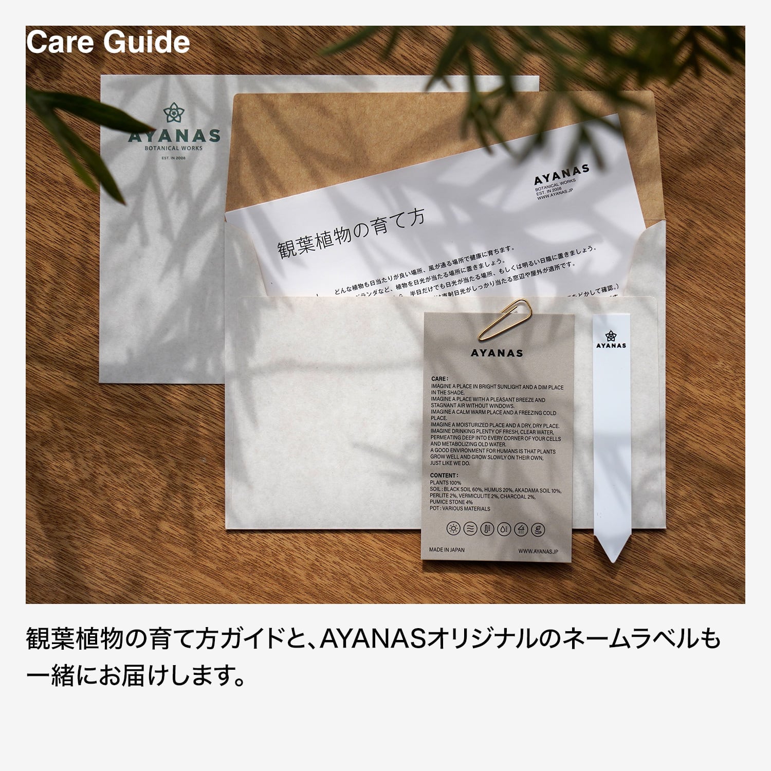 ビカクシダ エレファントティス 両面ヘゴ板着生 | AYANAS（アヤナス