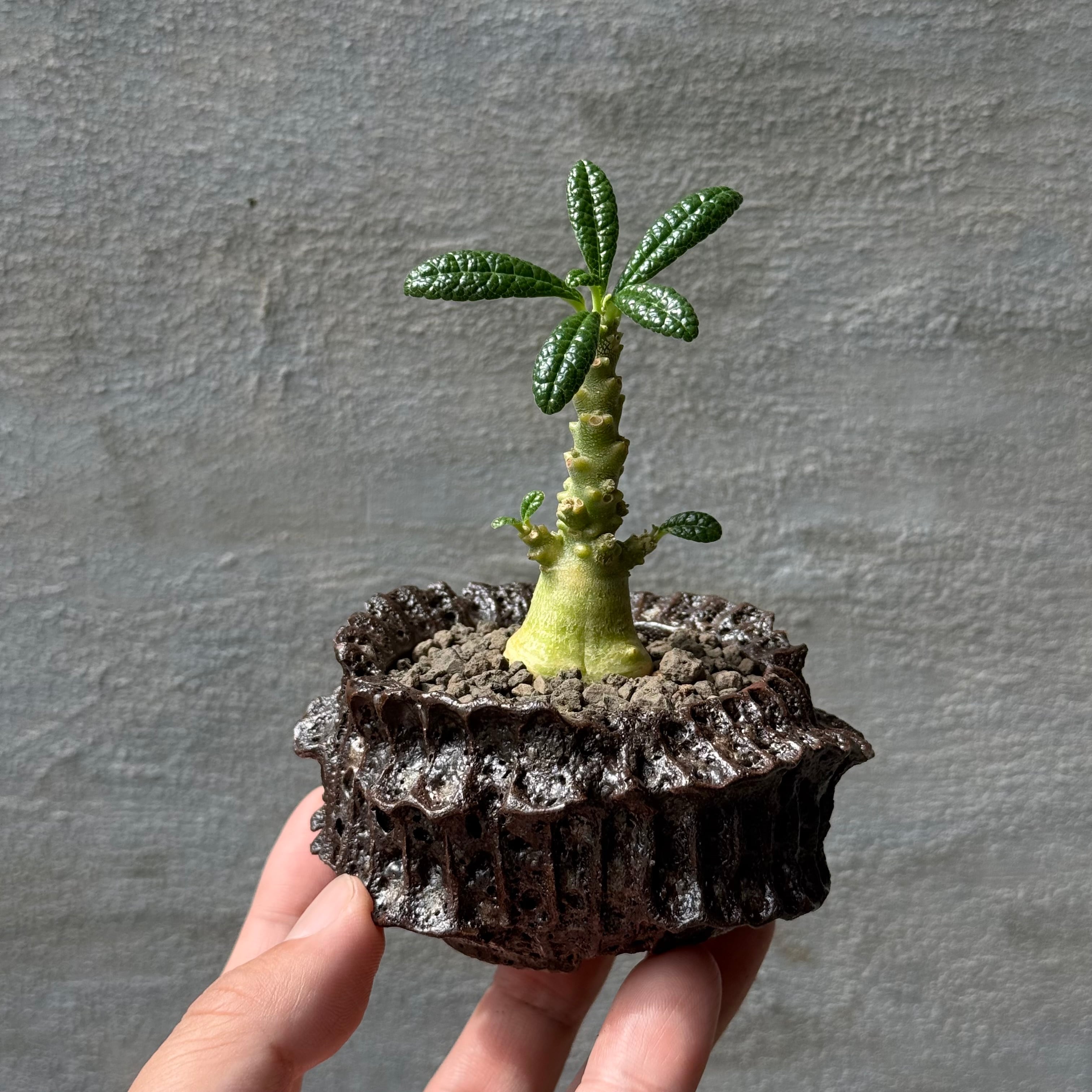 A-PLANTS