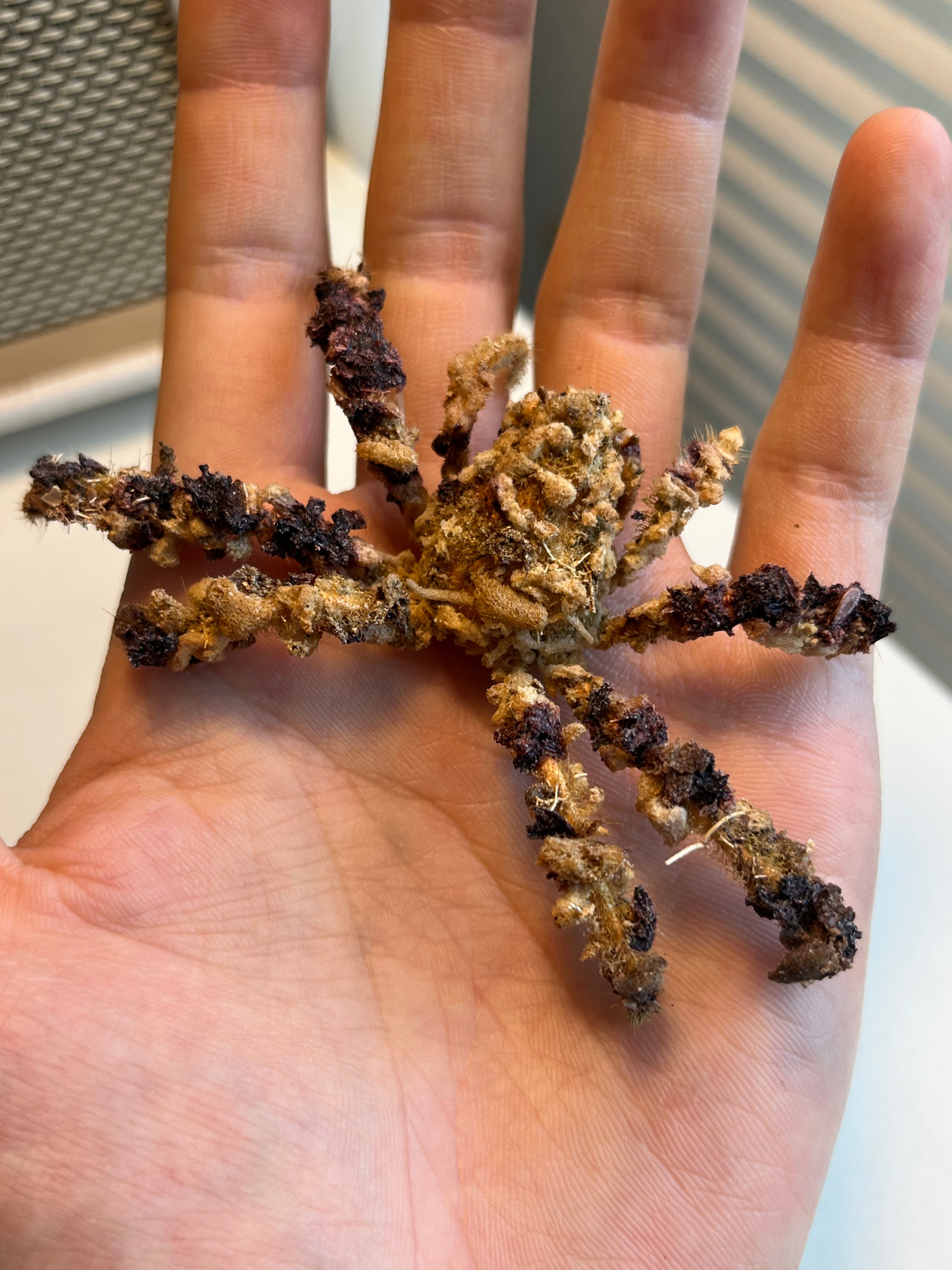 63mm】ピエロコブシガニ甲殻類標本昆虫標本エビかにサソリモドキ