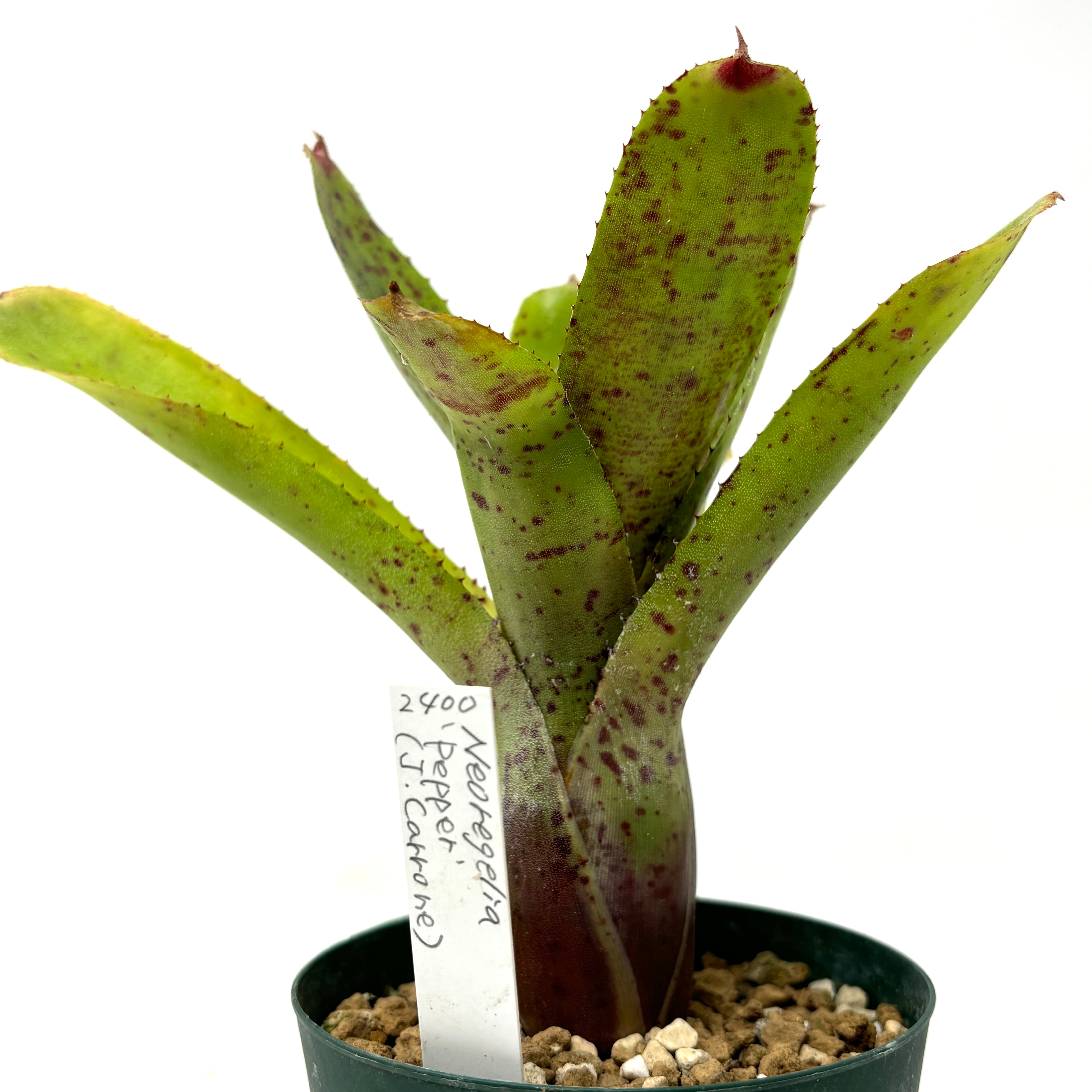 ネオレゲリア クレンタ ジェリン ビルベルギア エクメア