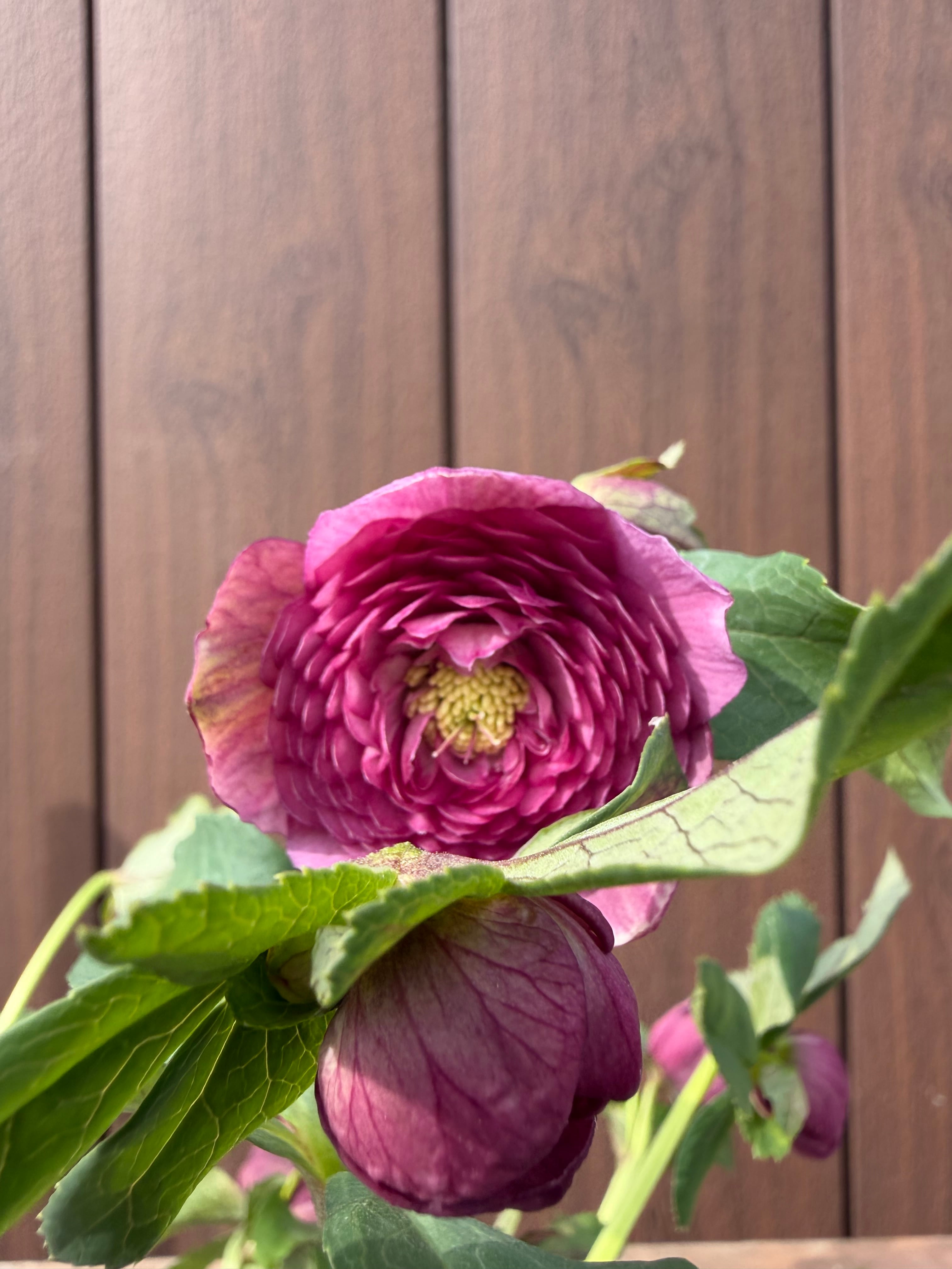 ピンクアフロディーテ 加藤農園 クリスマスローズ【Ka15】送料無料