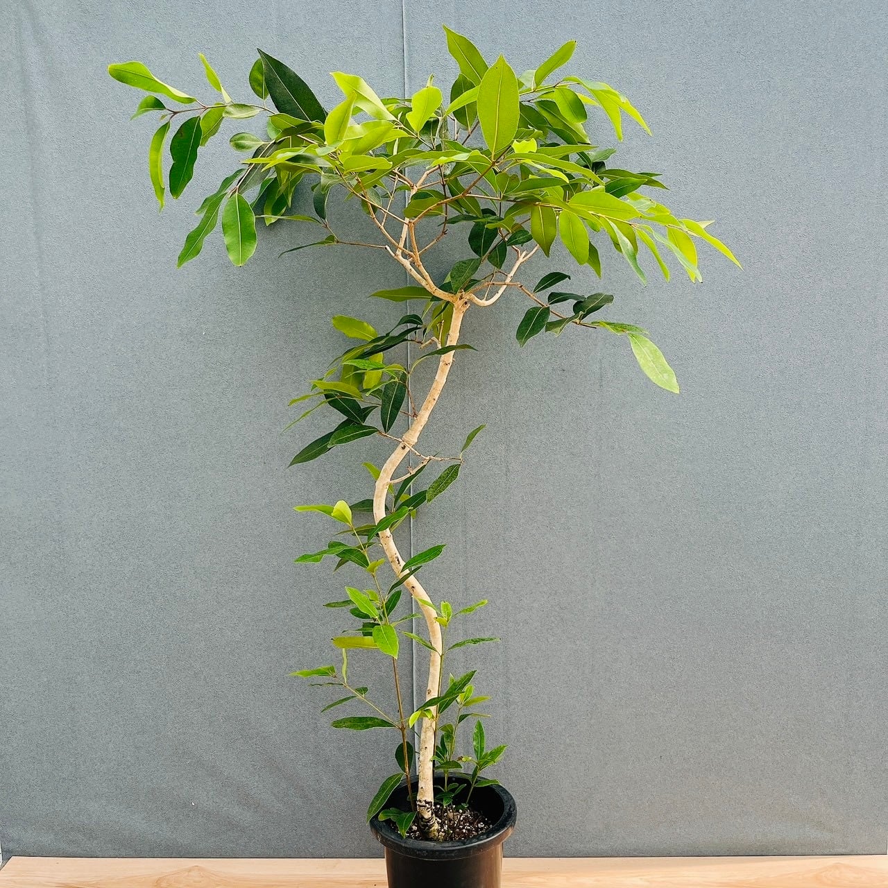 現品］D 創樹 オリーブ ミッション 8号 観葉植物 ベランダ SOUJU