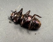 【美麗】《メタリフェルホソアカ 73mm ペア》わたくわ氏ブリード個体