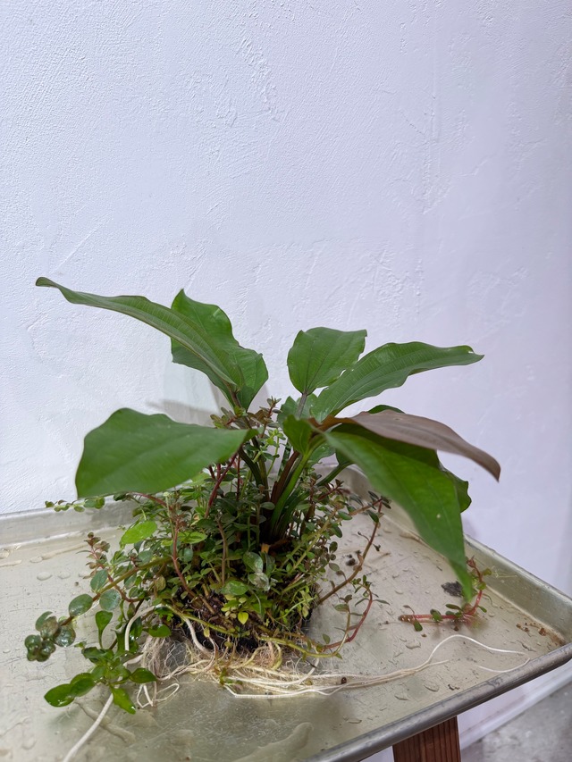 【ADA】ADA侘び草エキノドルスMIX（写真の現物配送です！あかだまちゃん激推し水草の寄せ植えです。水中でも半水中でも楽しめます）