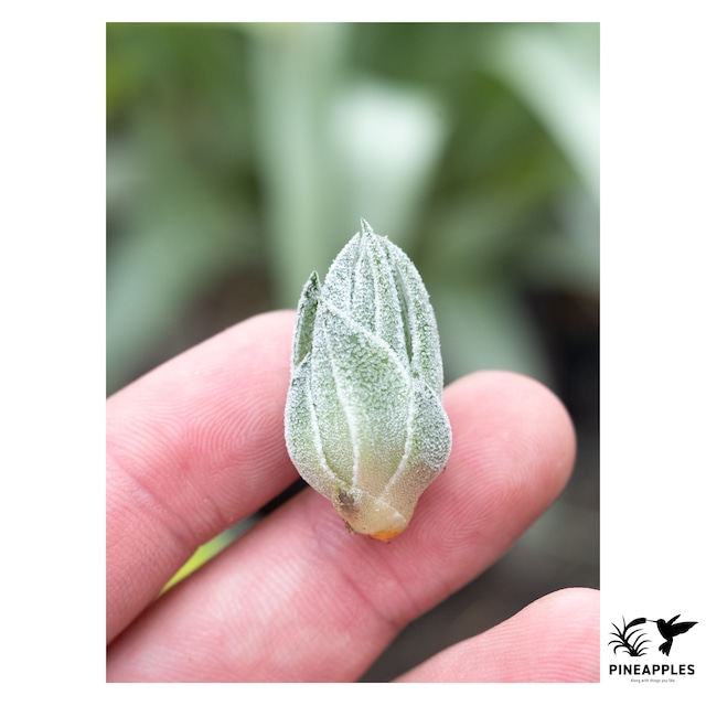 Tillandsia sprengeliana (Colombia, White)
