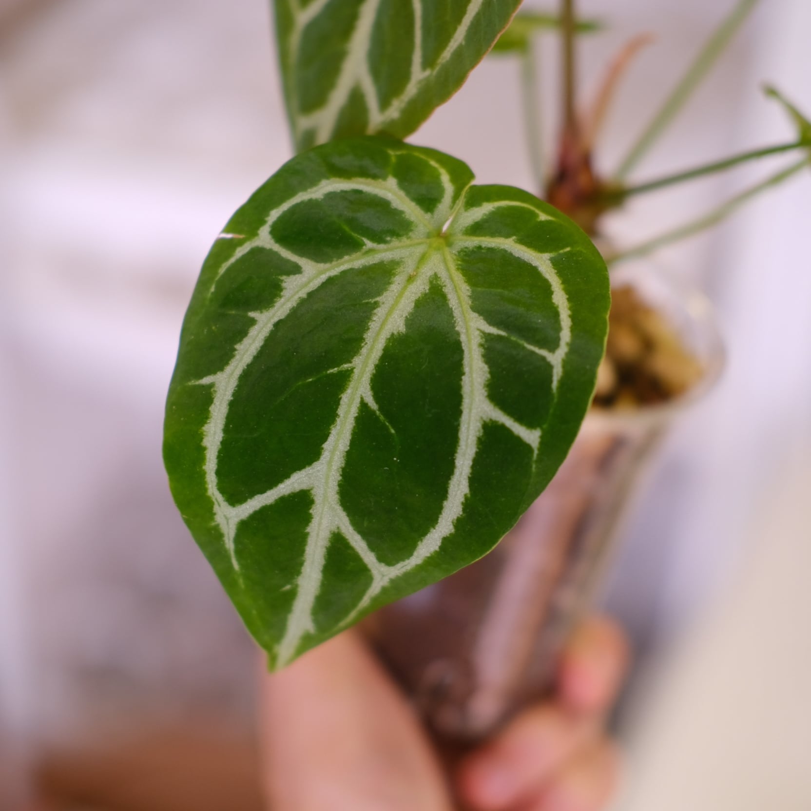 Red Crystallinum × Silver Blush│アンスリウム・レッド クリスタ