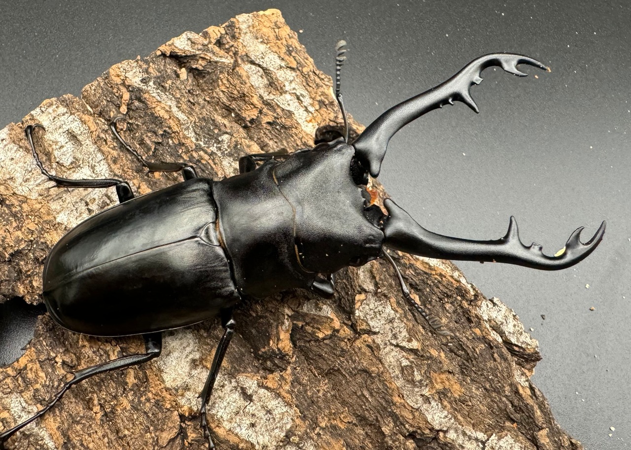 【WD】《ギラファノコギリ亜種ボロブドゥール 90mm ペア》