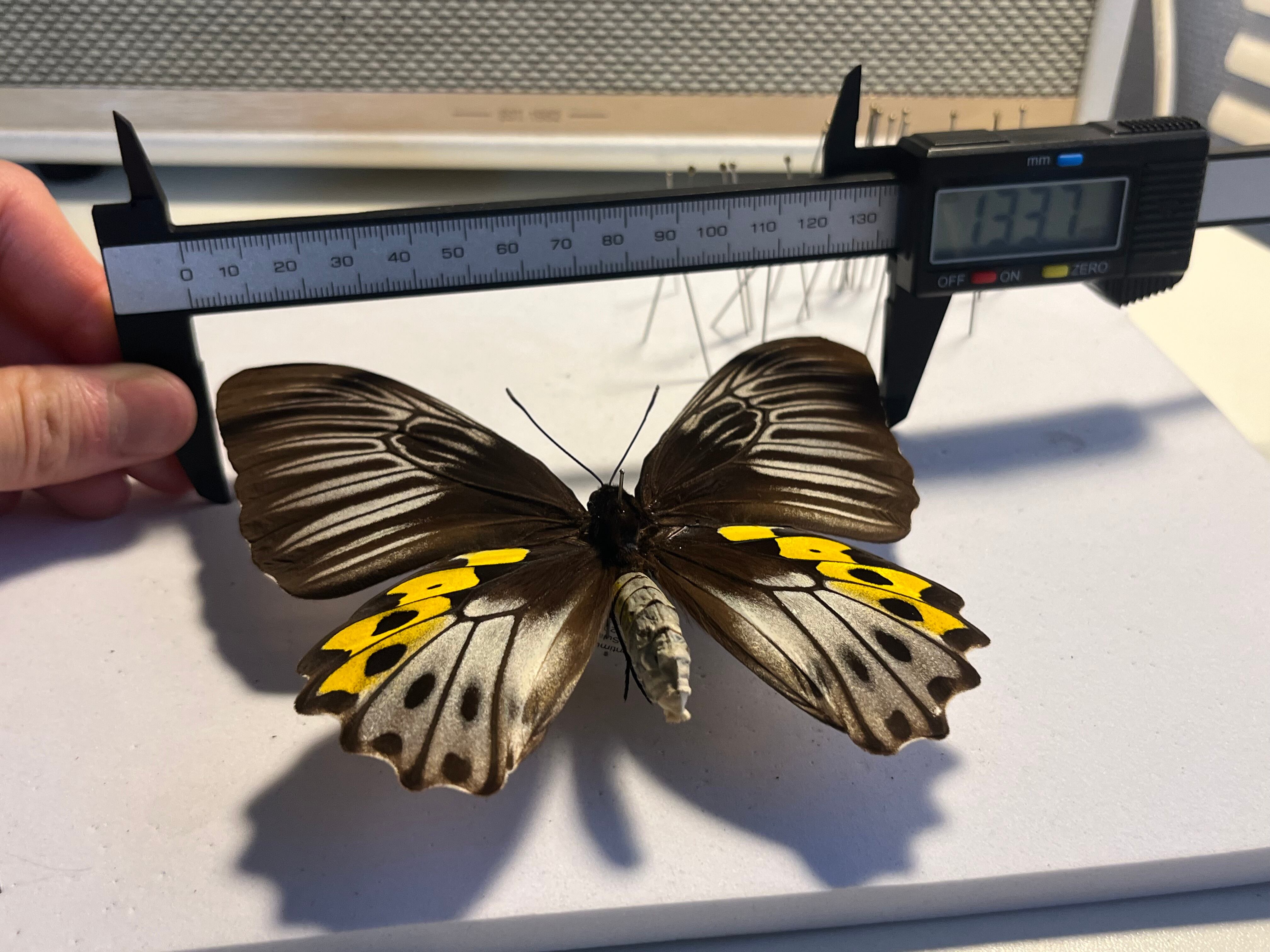 サビモンキシタアゲハ 蝶 外国産蝶標本 標本 | オモニキチュウ